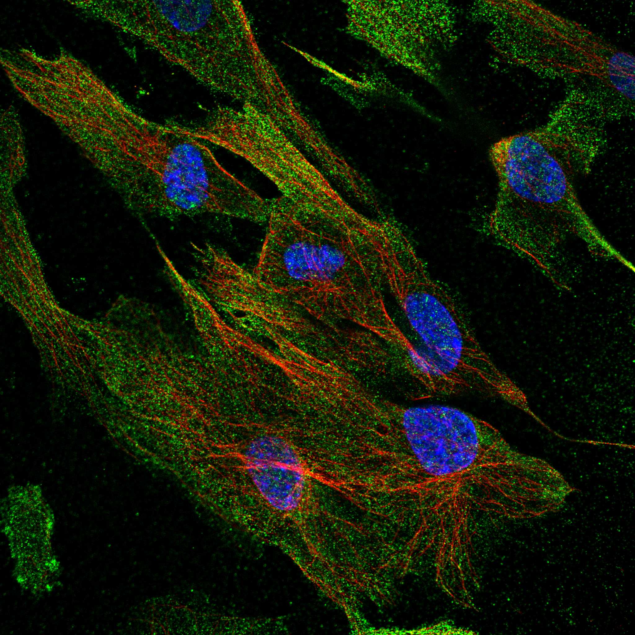 CSF1 fluorescence