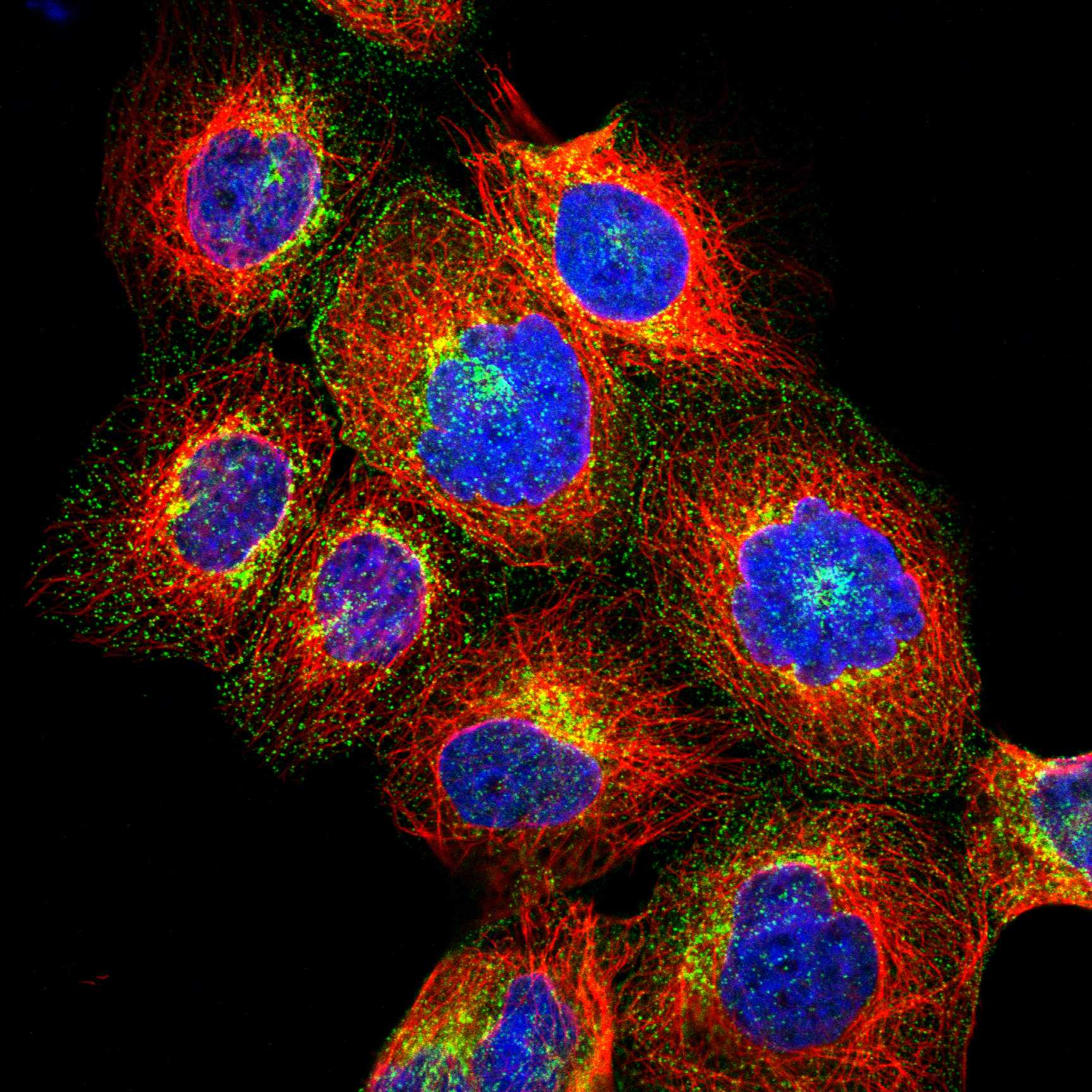 CSF1R fluorescence