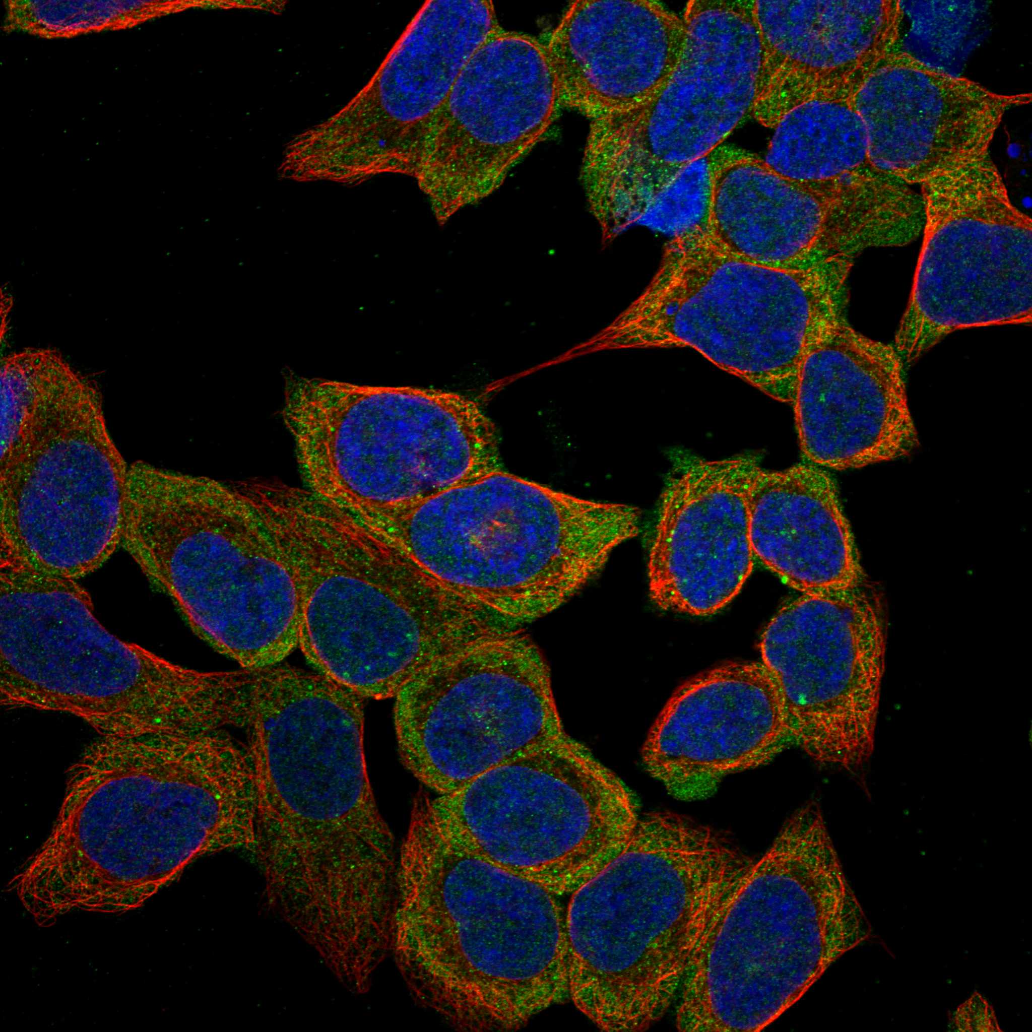 CSMD3 fluorescence