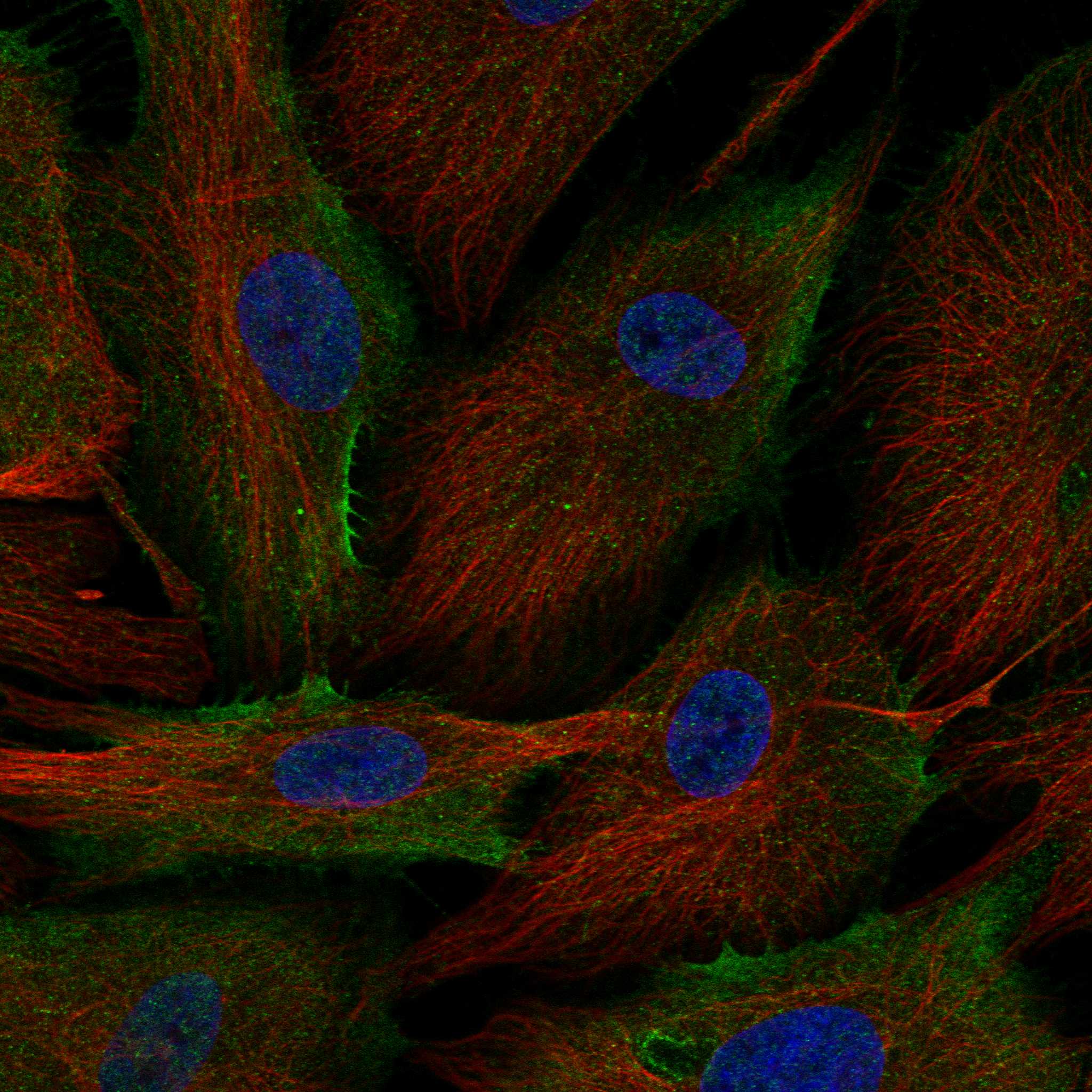 CSPG4 fluorescence