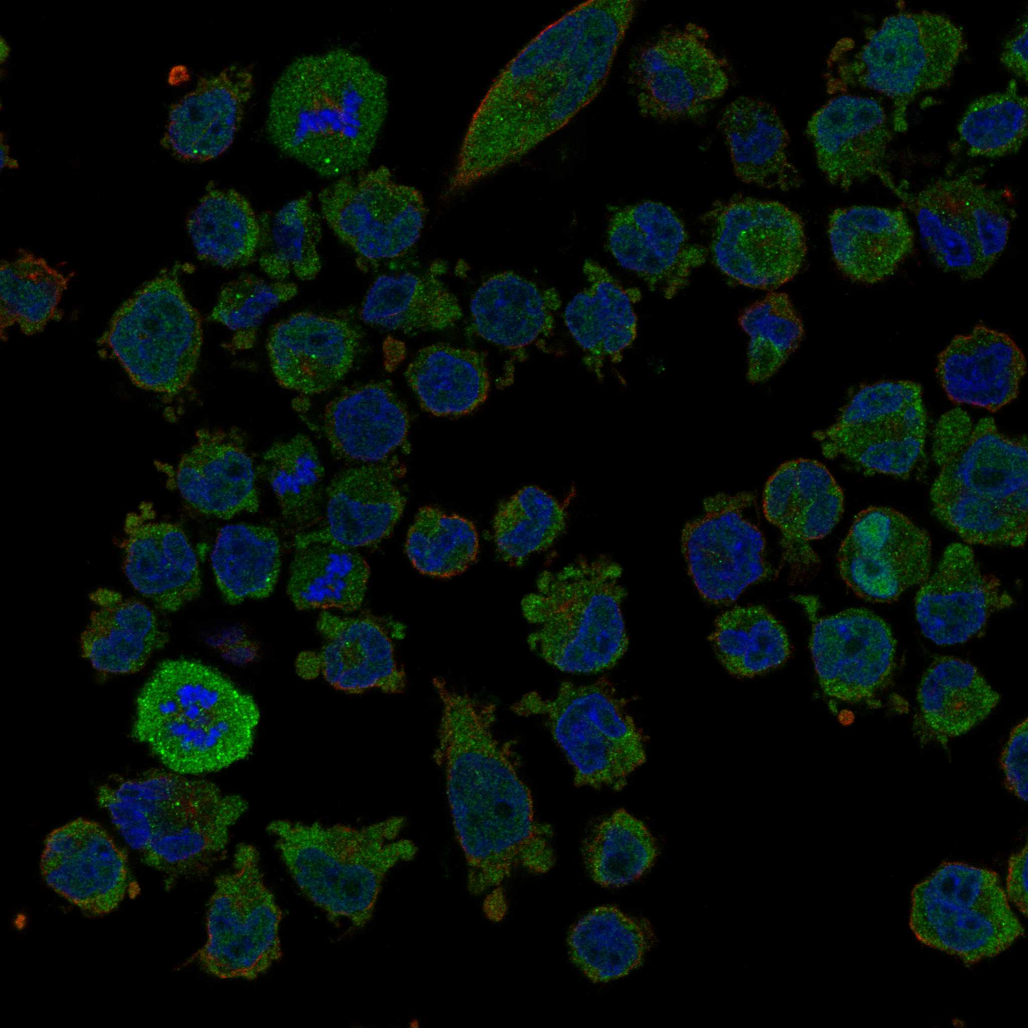 CSPG5 fluorescence
