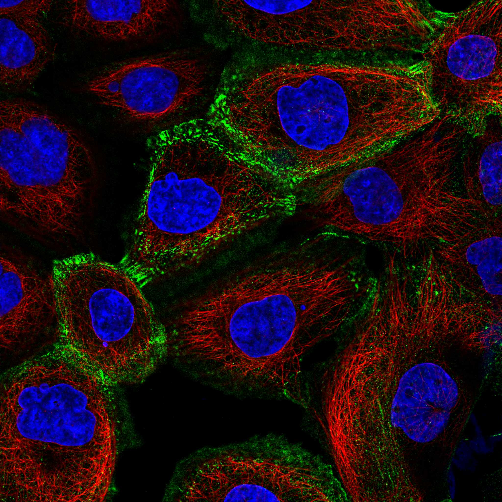 CUTA fluorescence