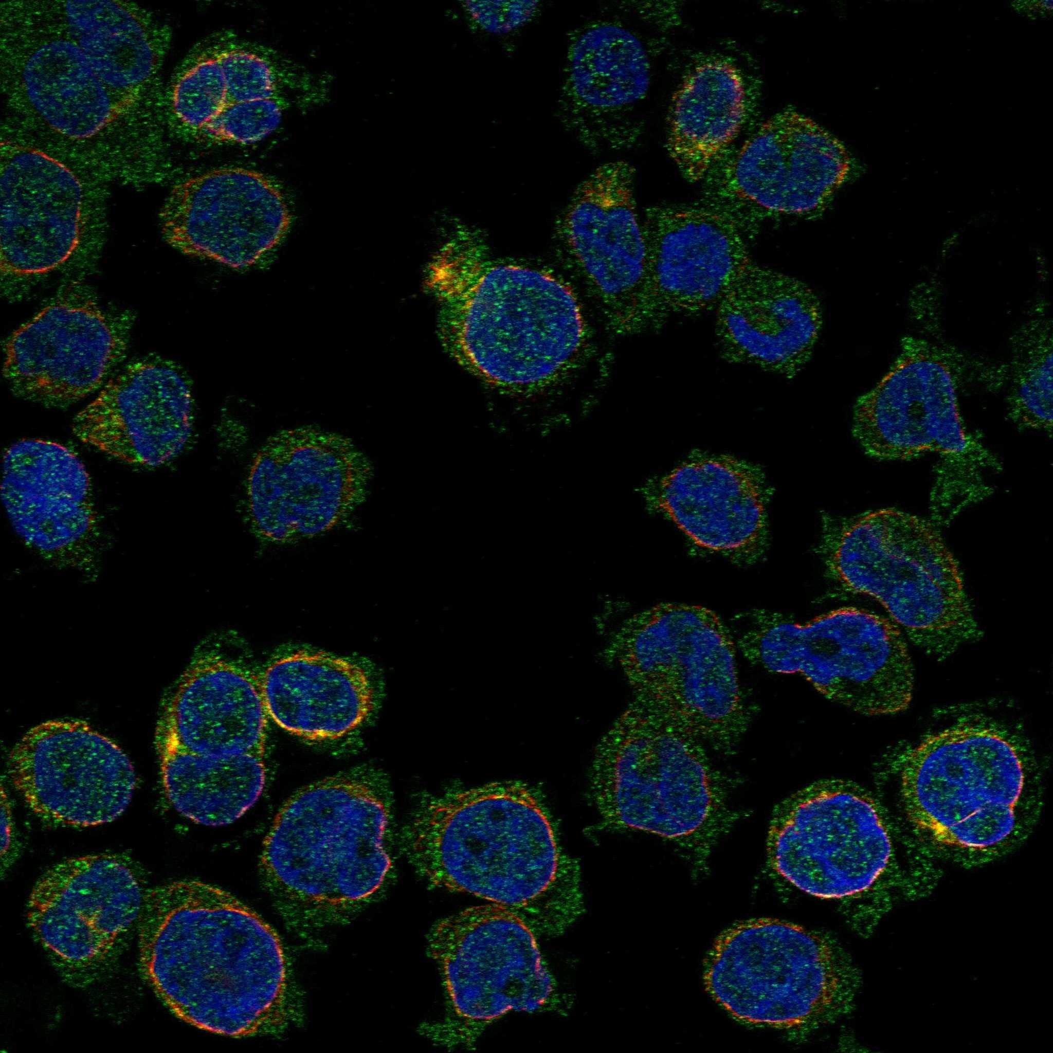 CXCR2 fluorescence