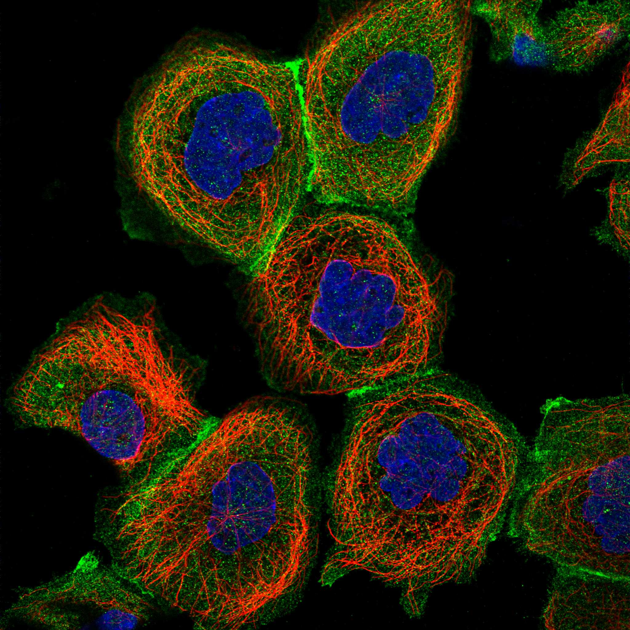 CYBC1 fluorescence