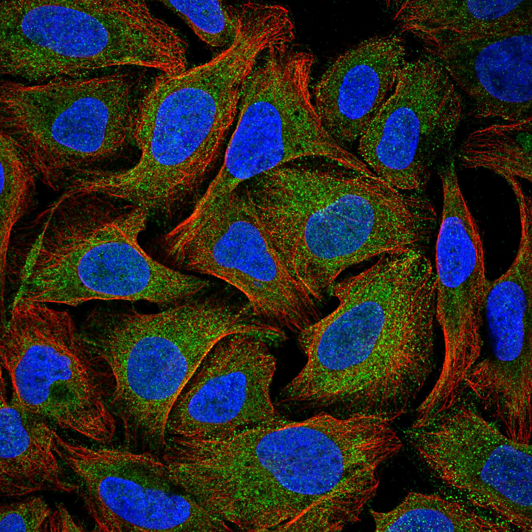 DAB2 fluorescence