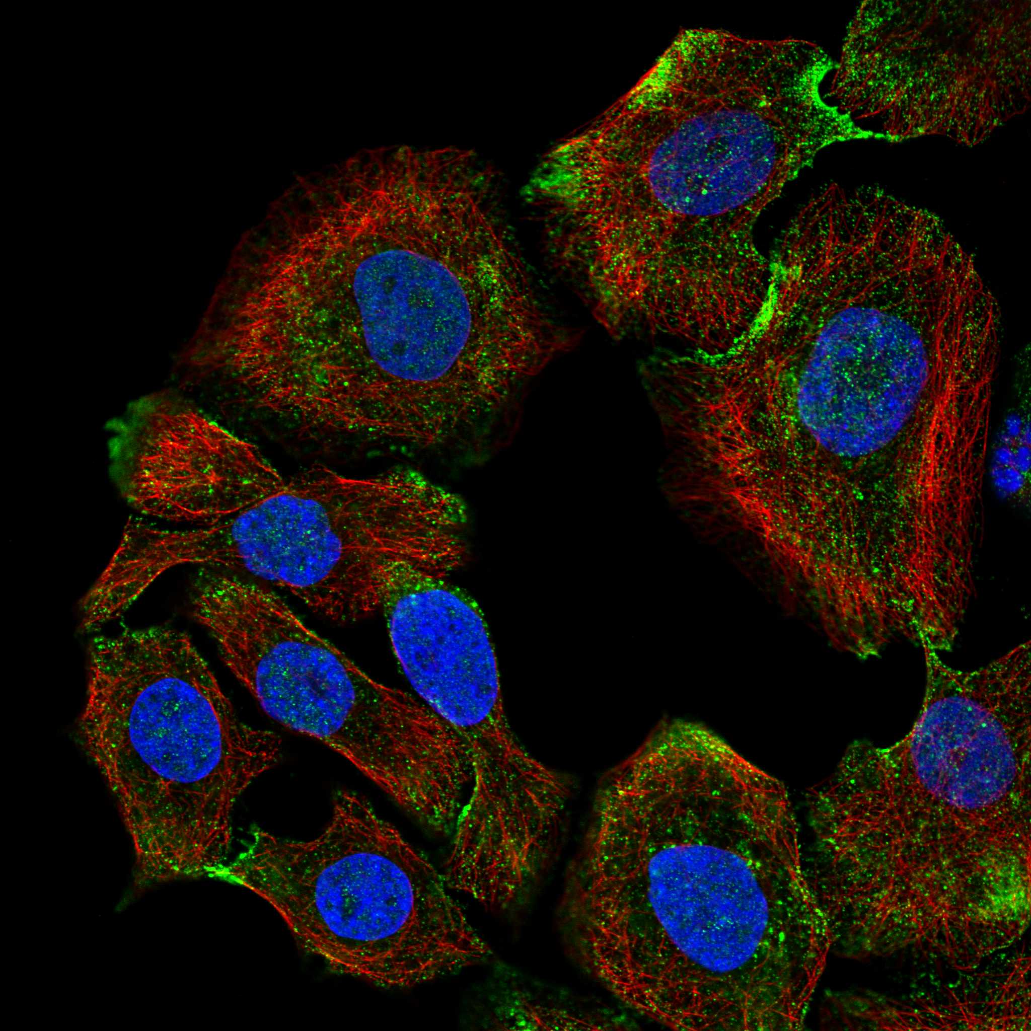 DAG1 fluorescence