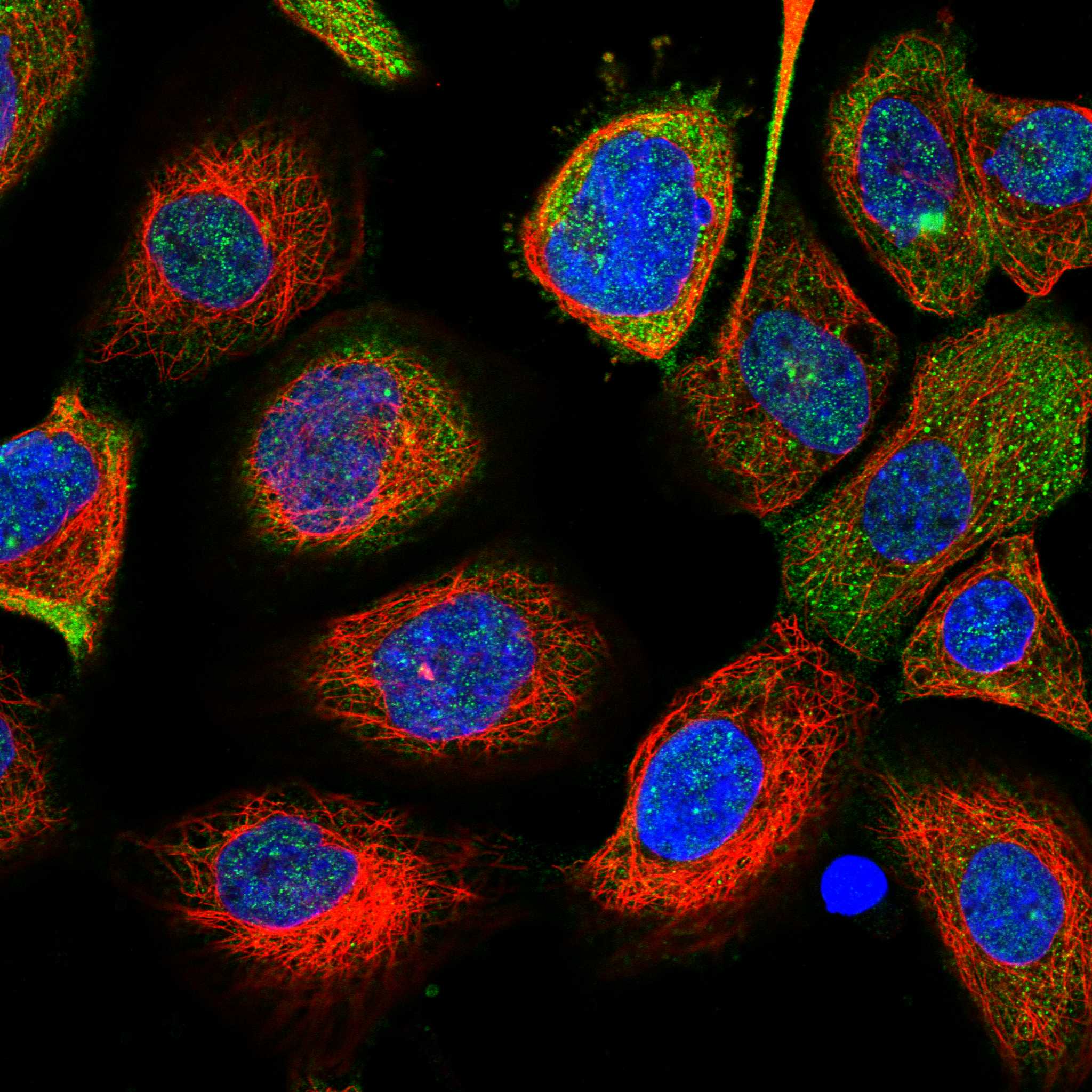 DBNL fluorescence
