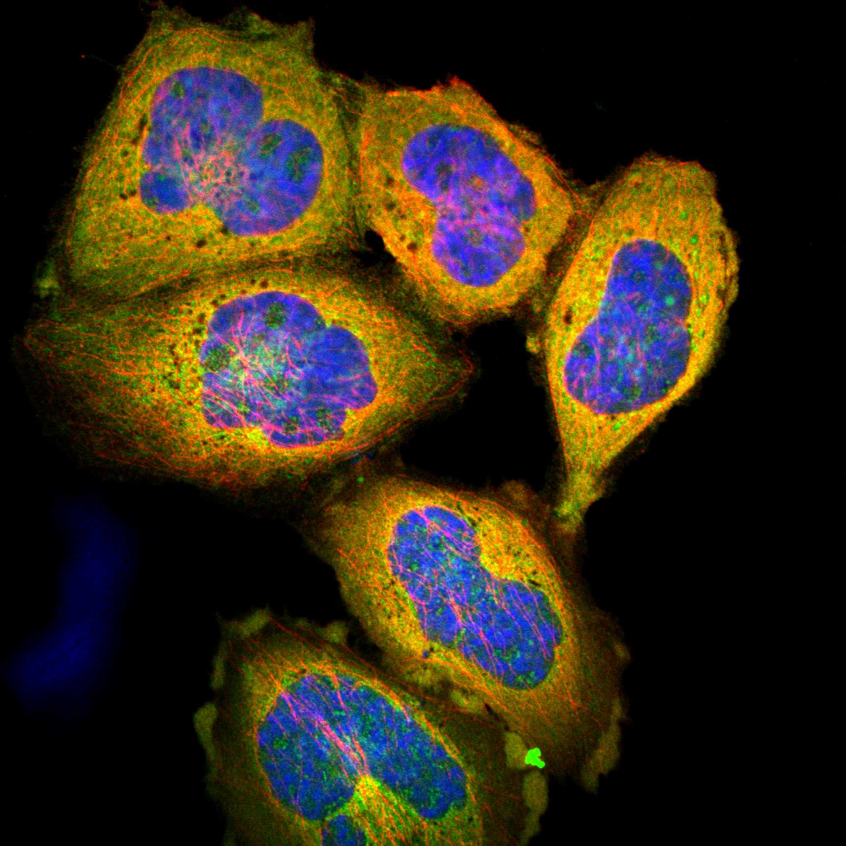 DDAH1 fluorescence