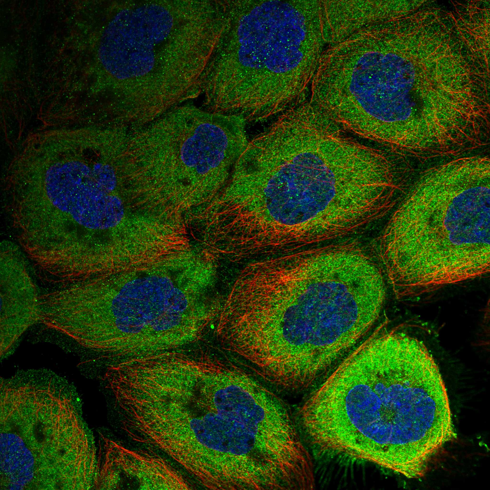DDIAS fluorescence