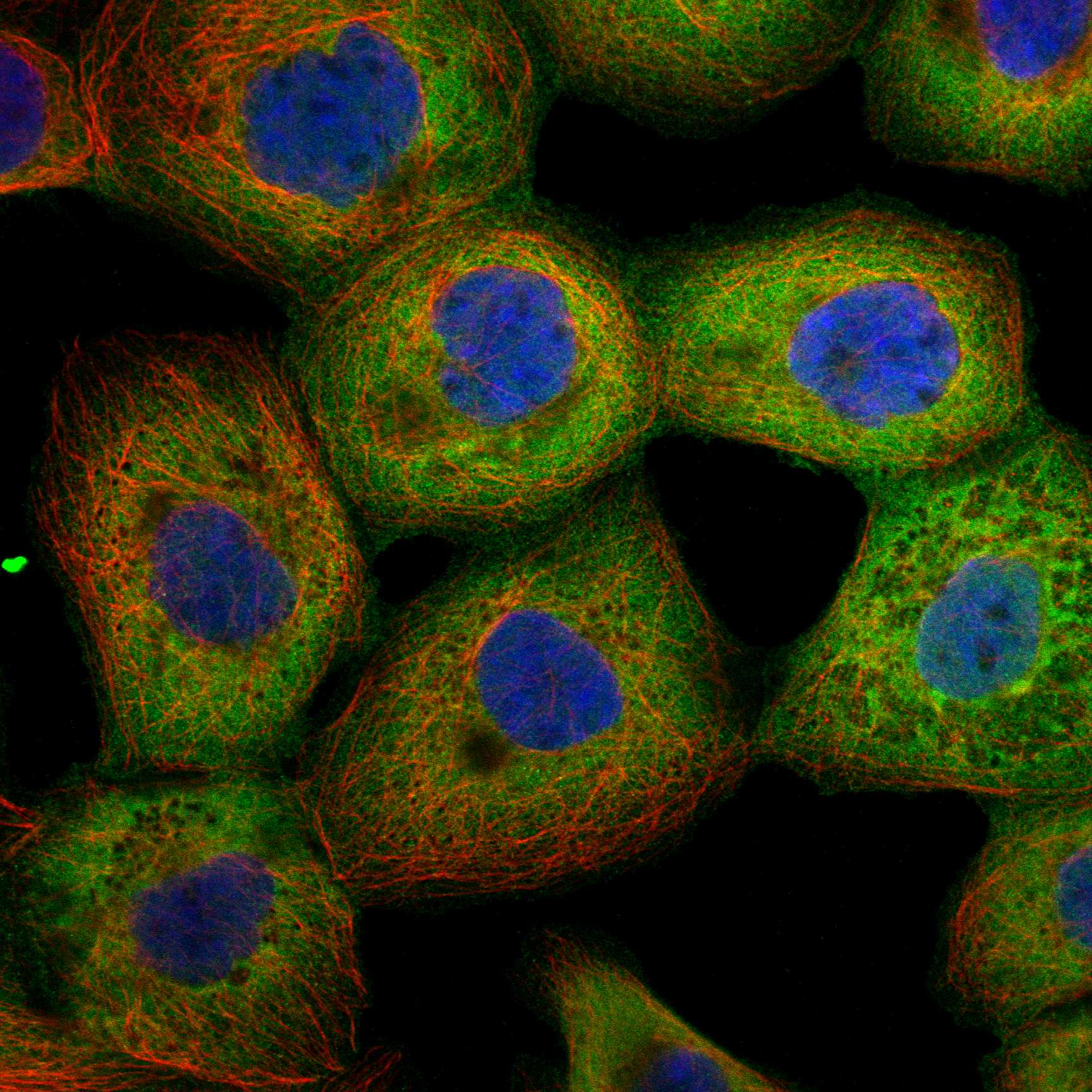 DDR1 fluorescence