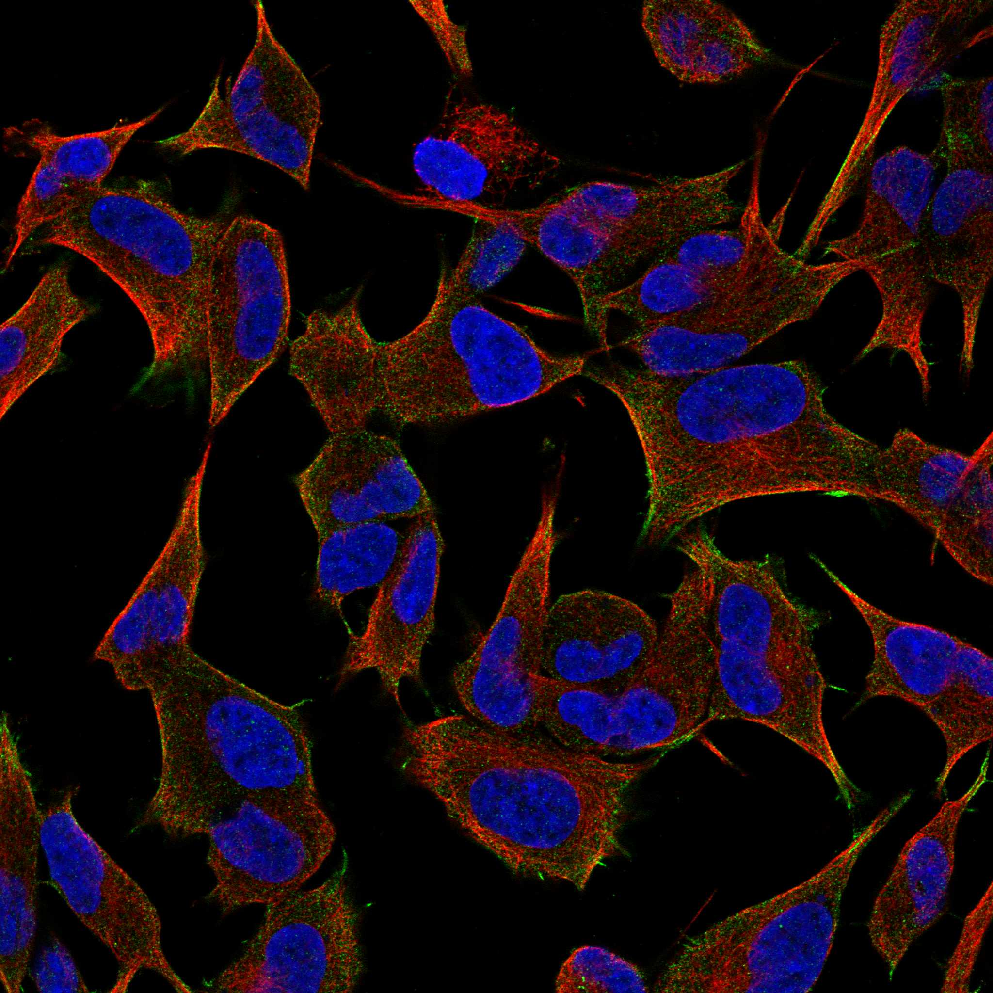 DDR2 fluorescence