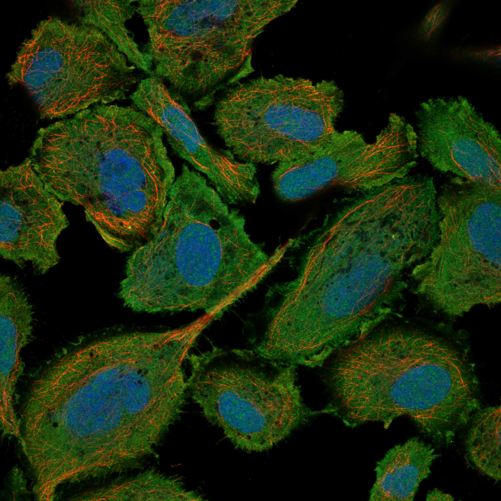 DDX4 fluorescence