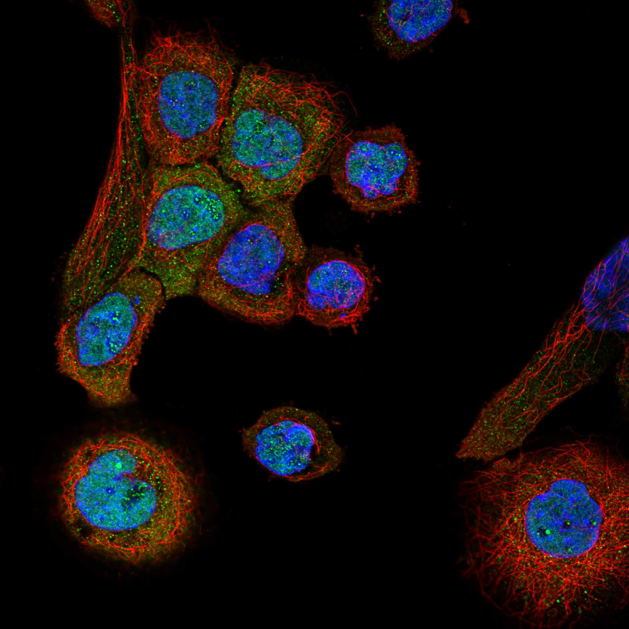 DEAF1 fluorescence