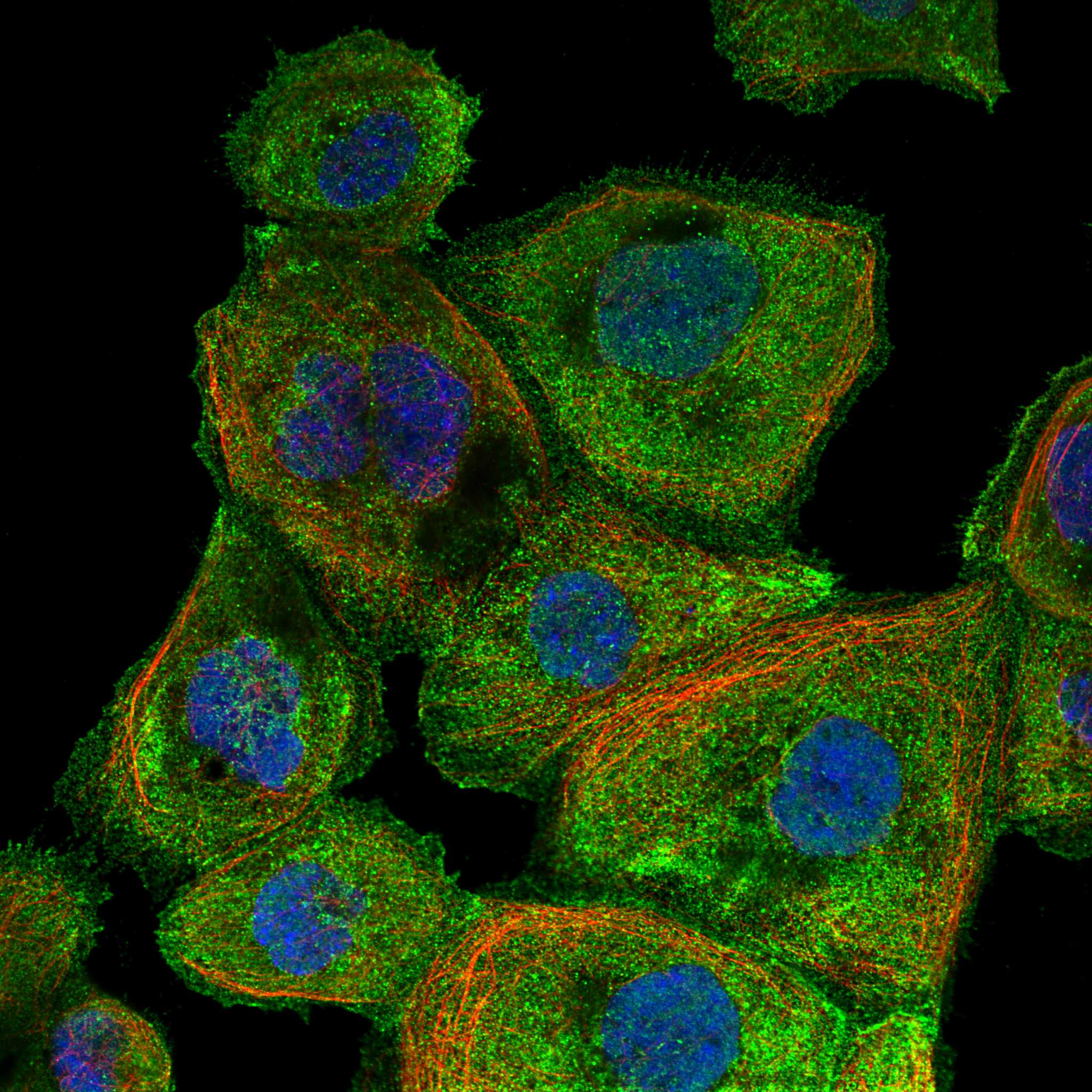 DFFA fluorescence