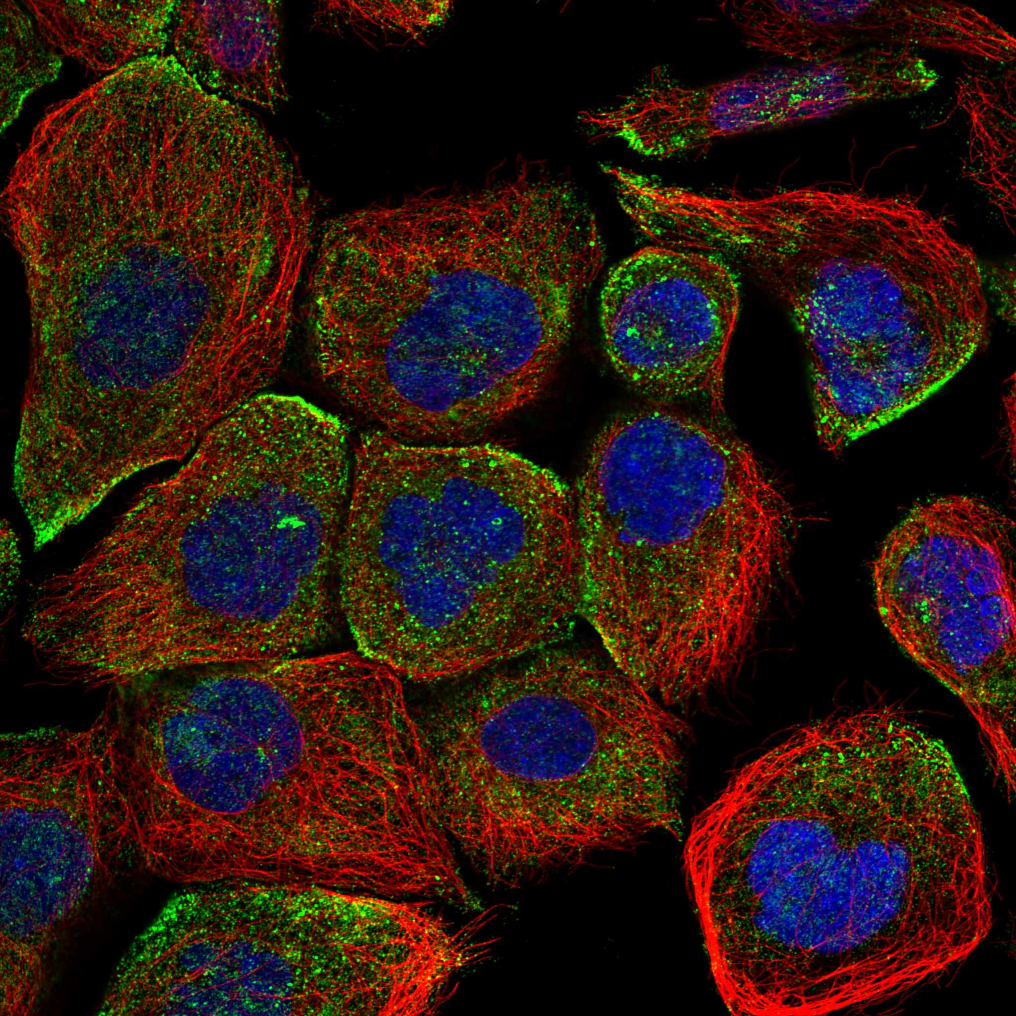 DGKG fluorescence