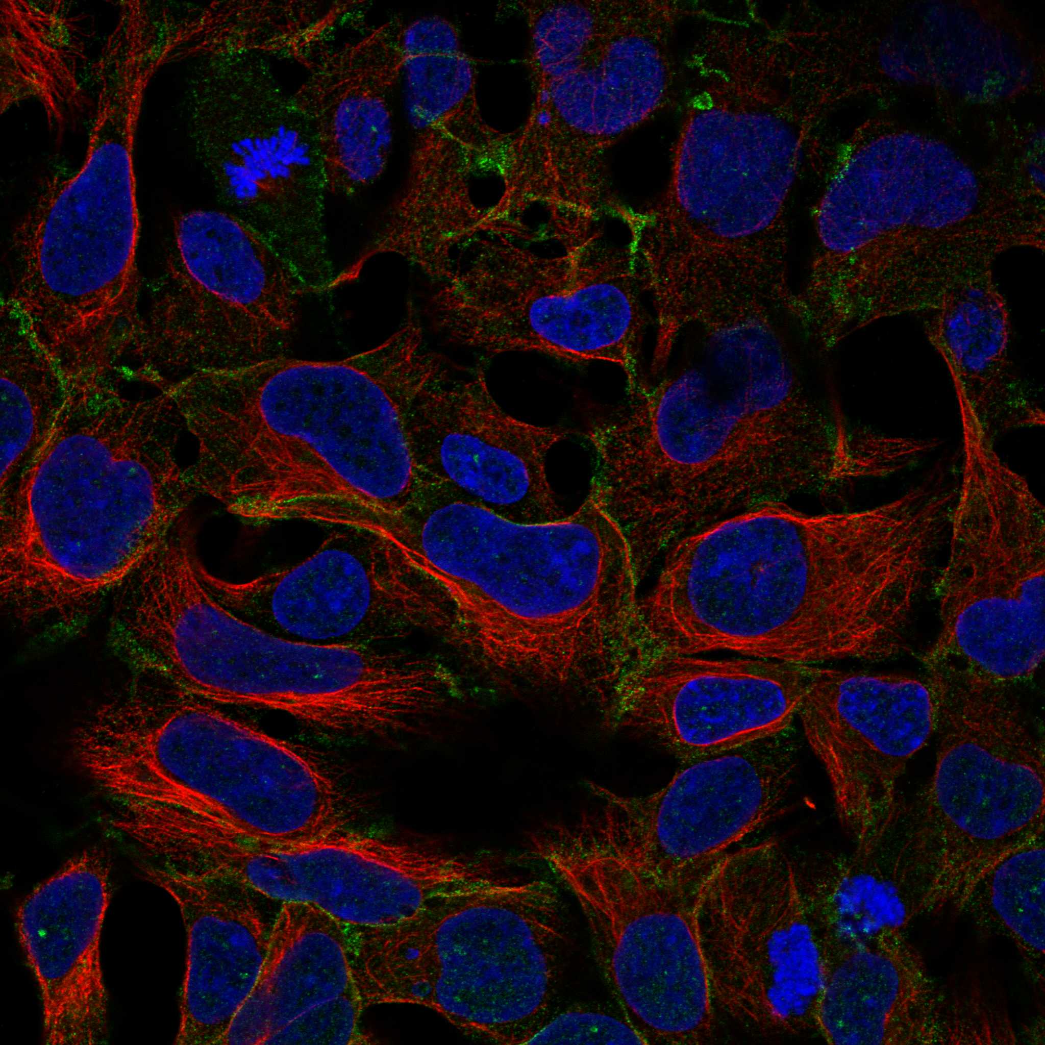 DGKH fluorescence