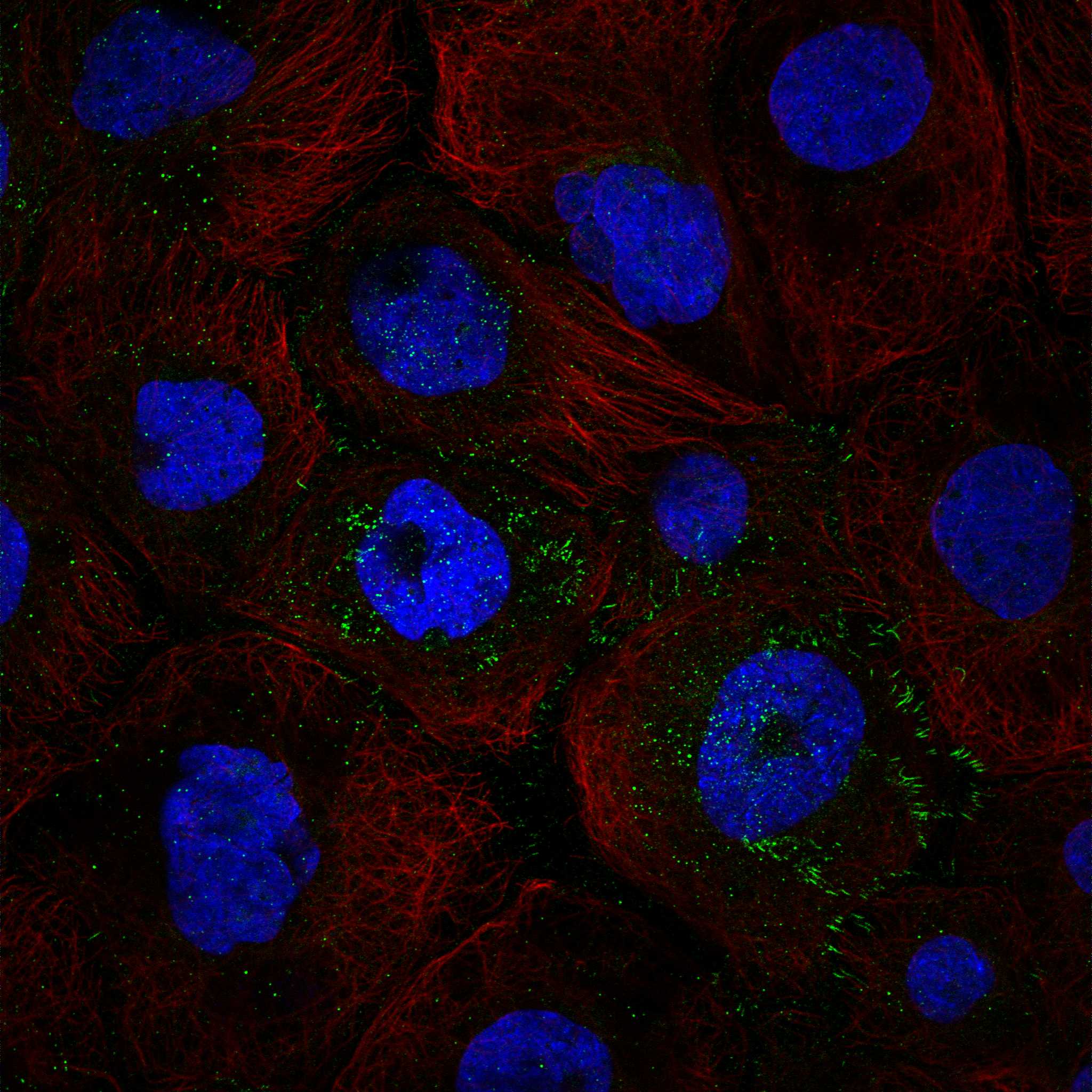 DHDDS fluorescence