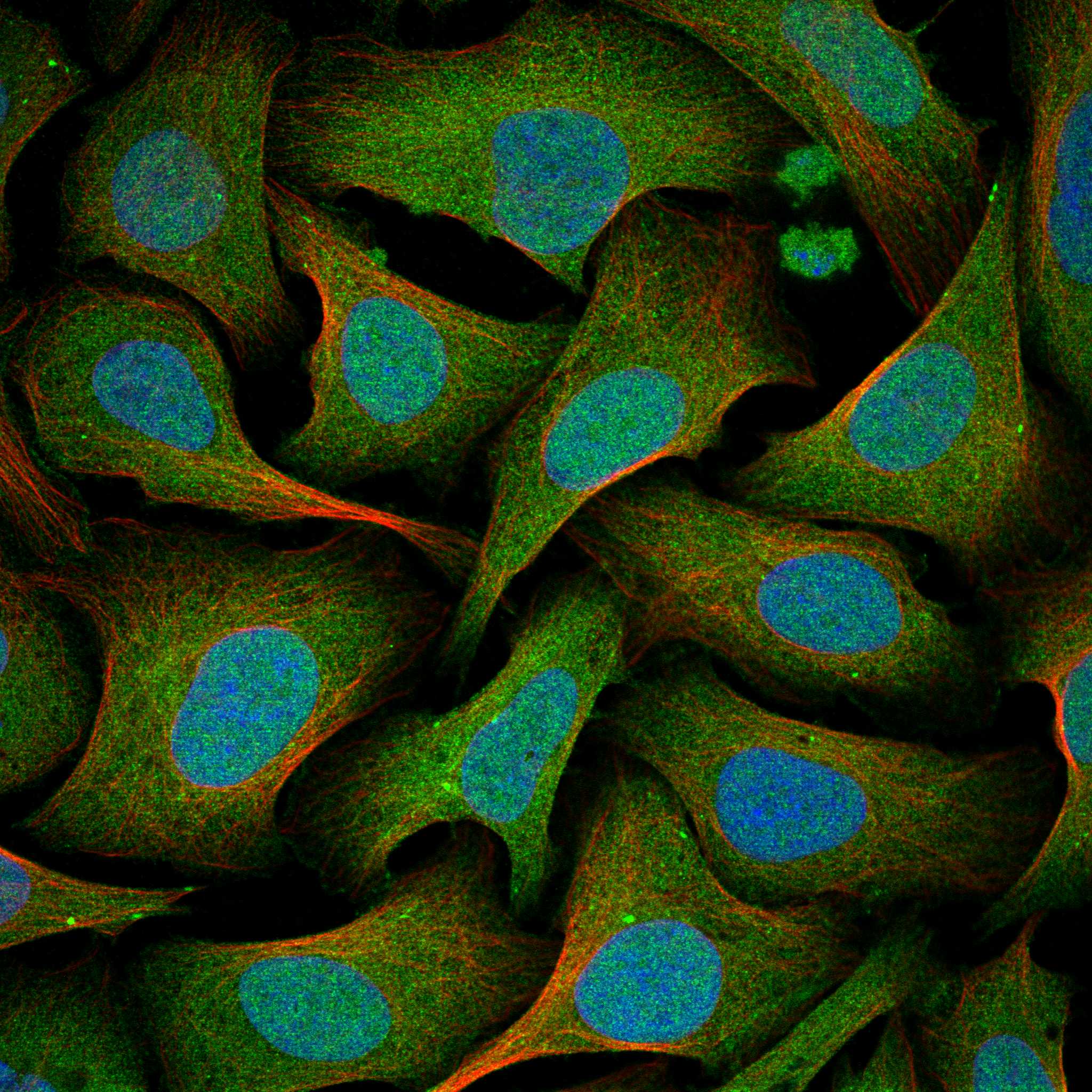 DIP2A fluorescence