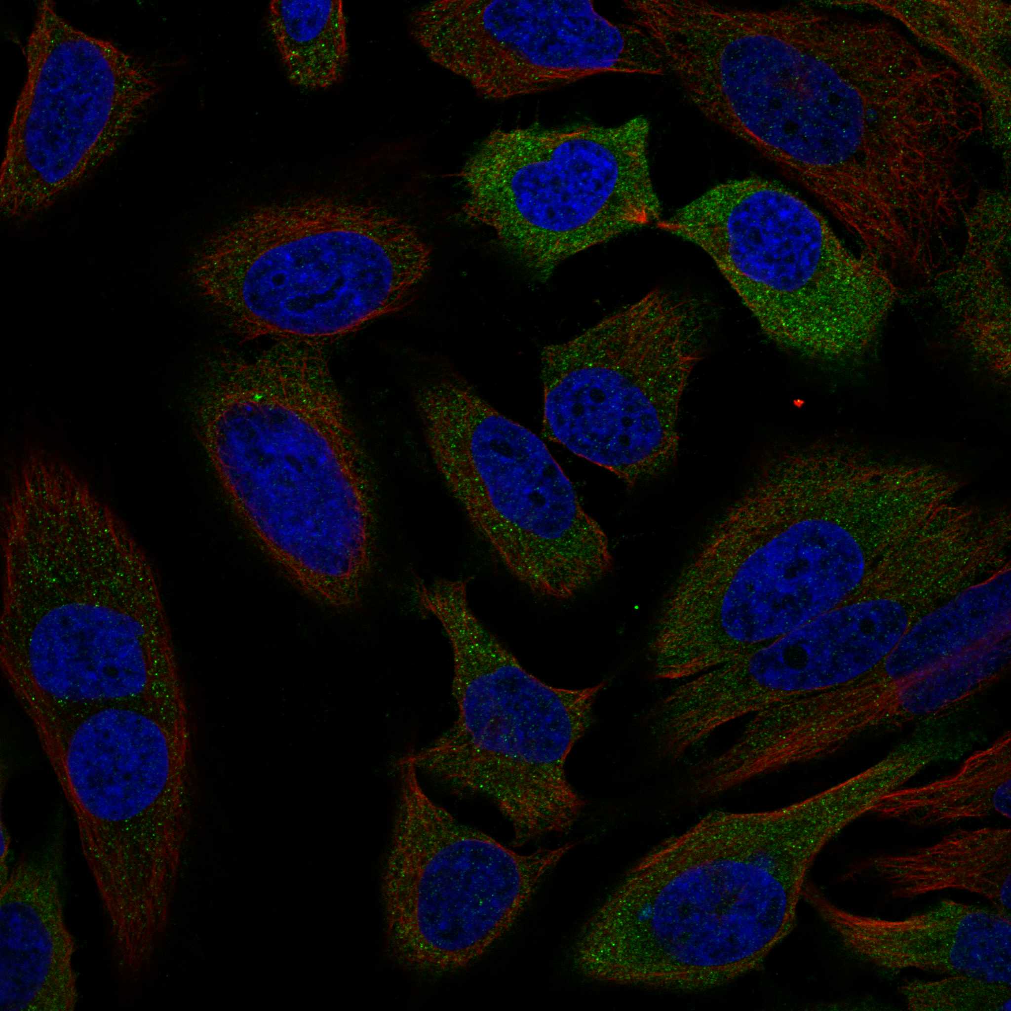 DISP1 fluorescence