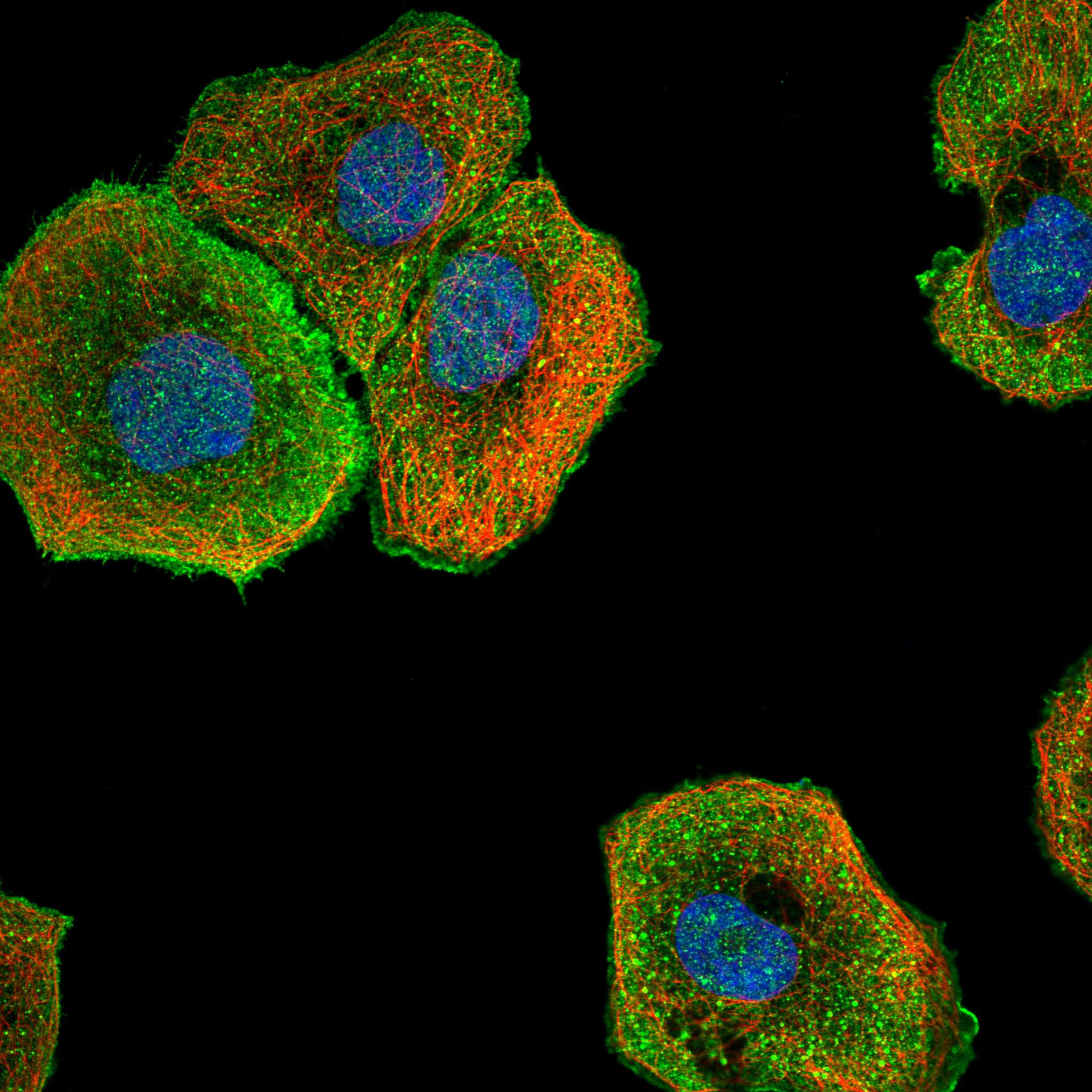 DLG1 fluorescence