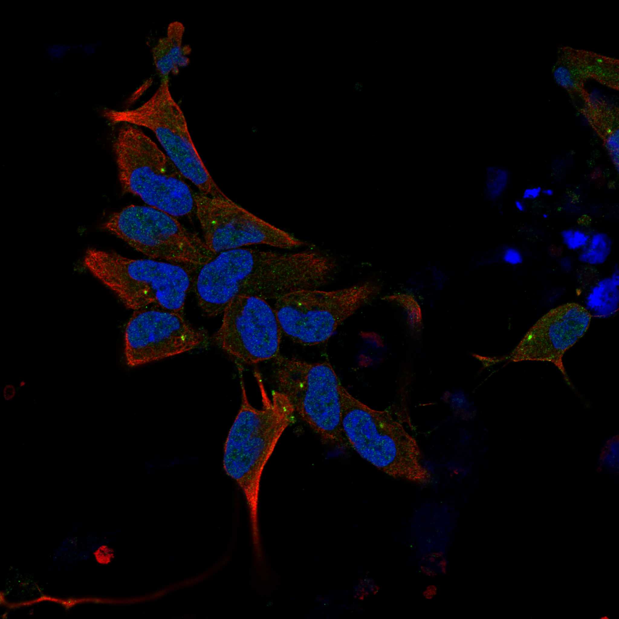 DLG4 fluorescence