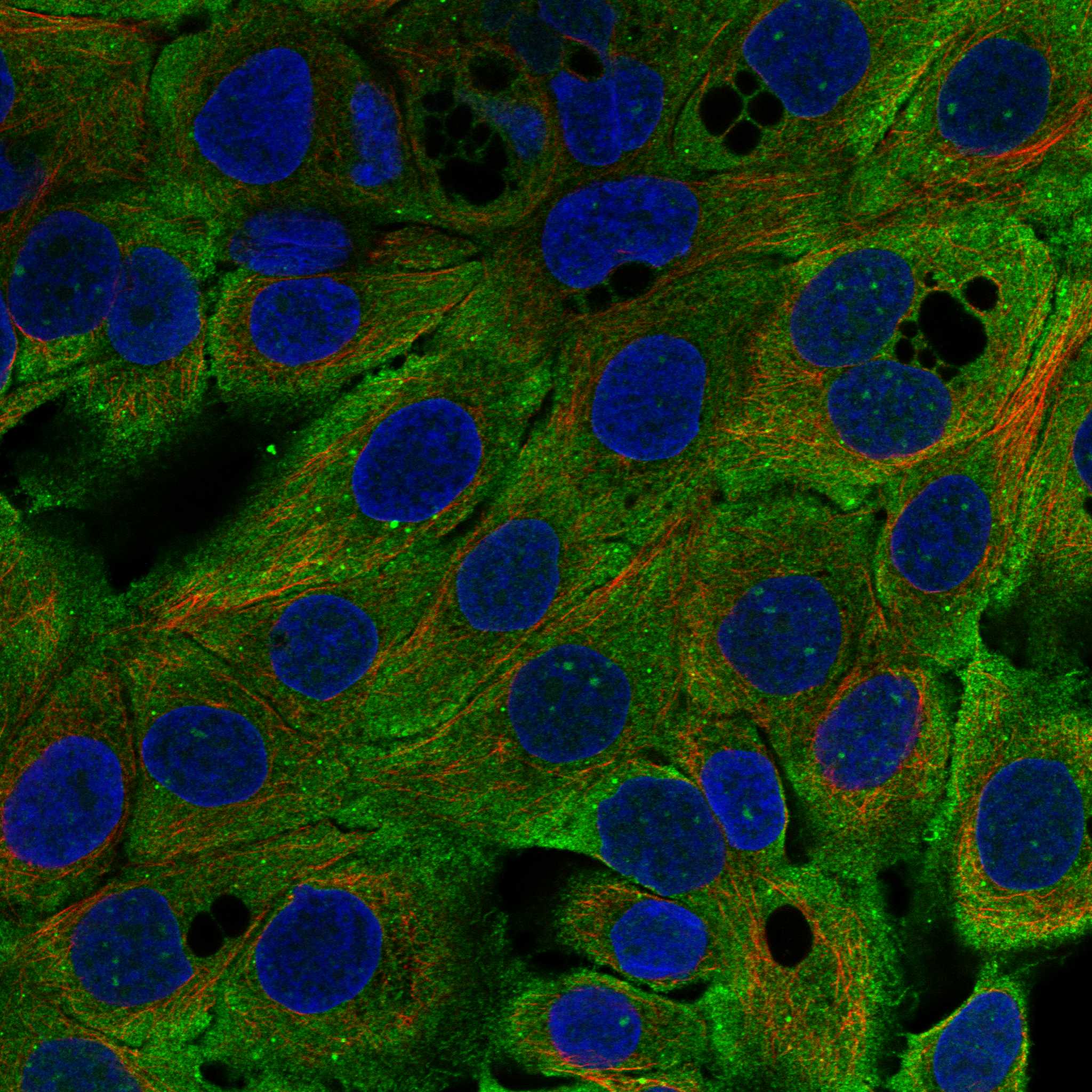 DLL1 fluorescence