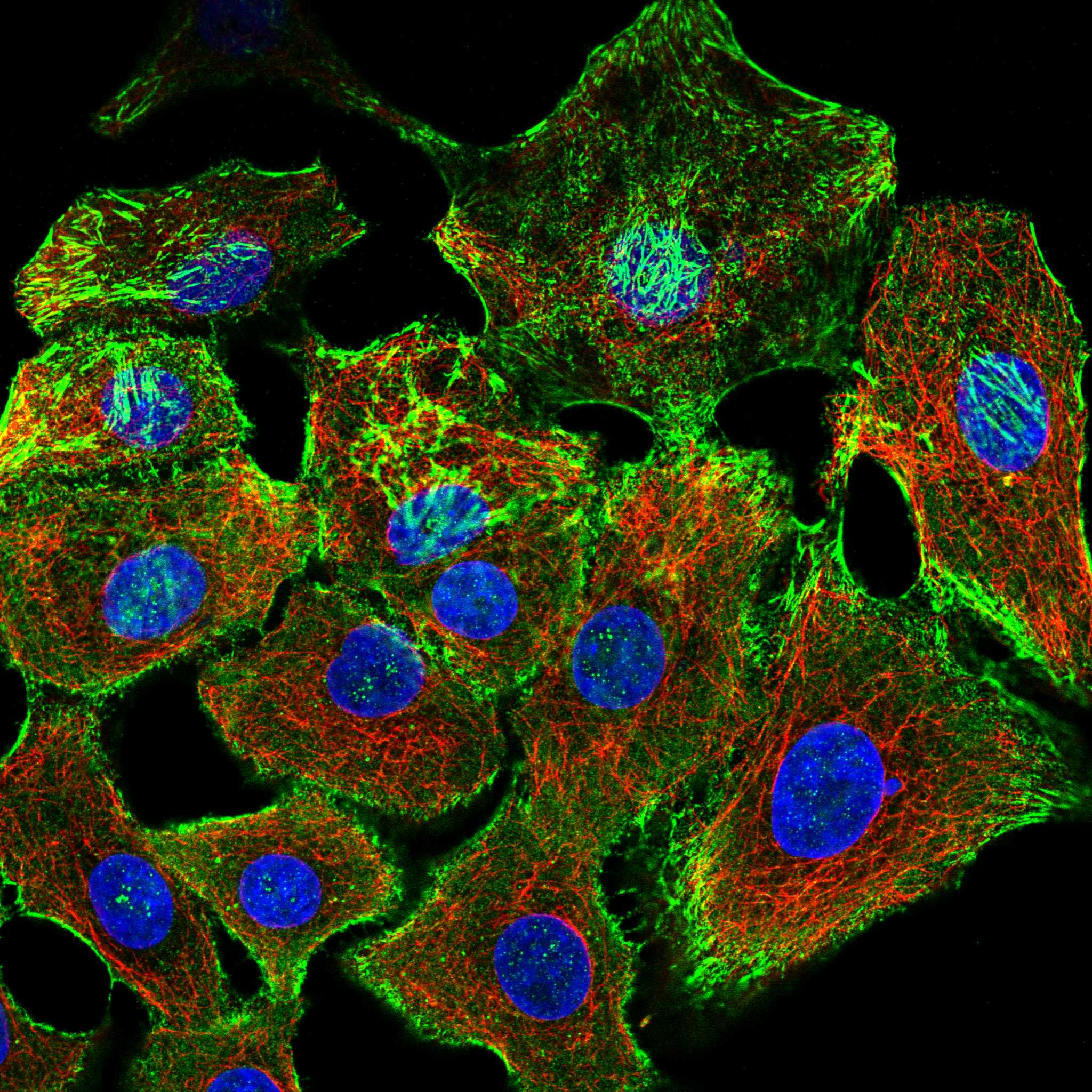 DMWD fluorescence