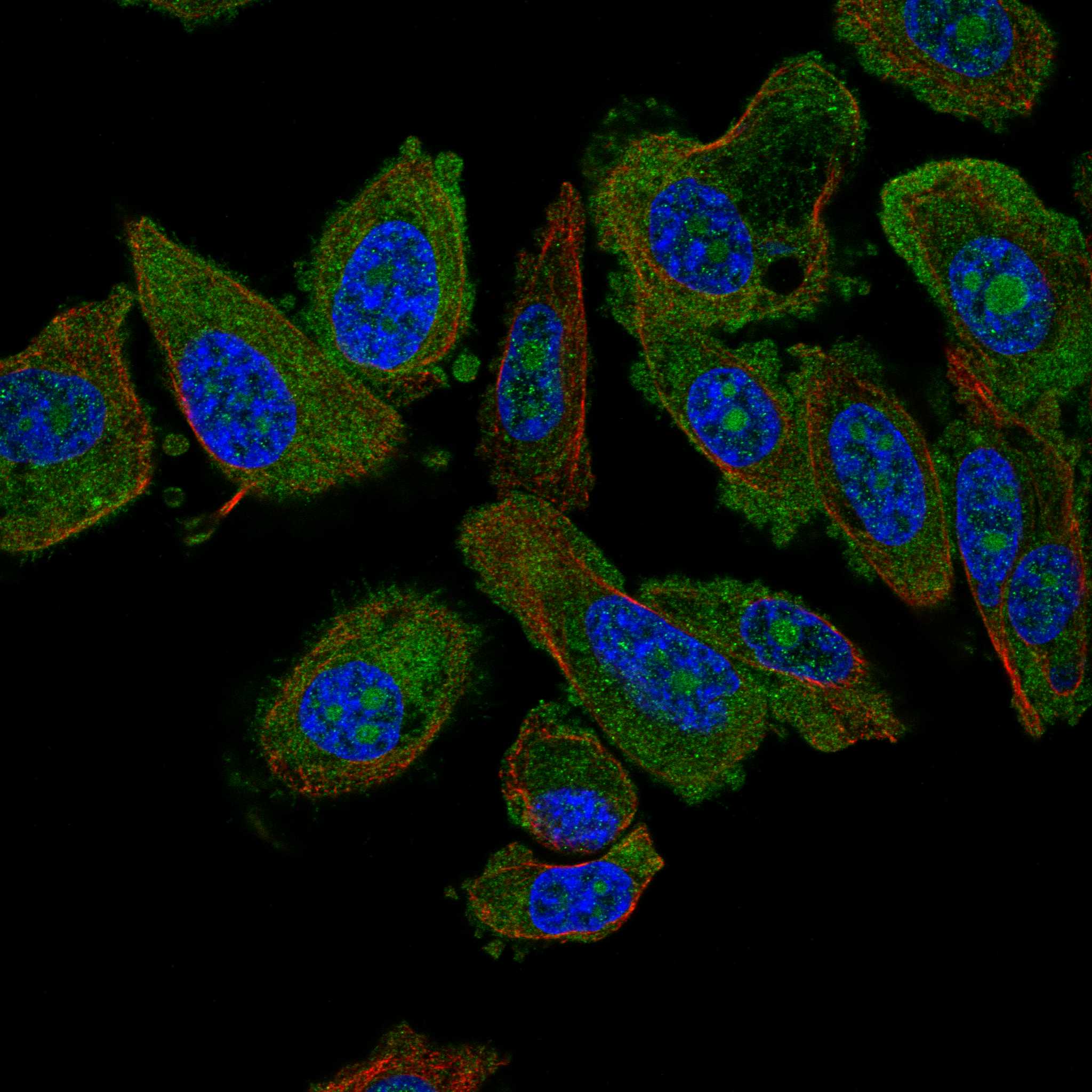 DOCK4 fluorescence