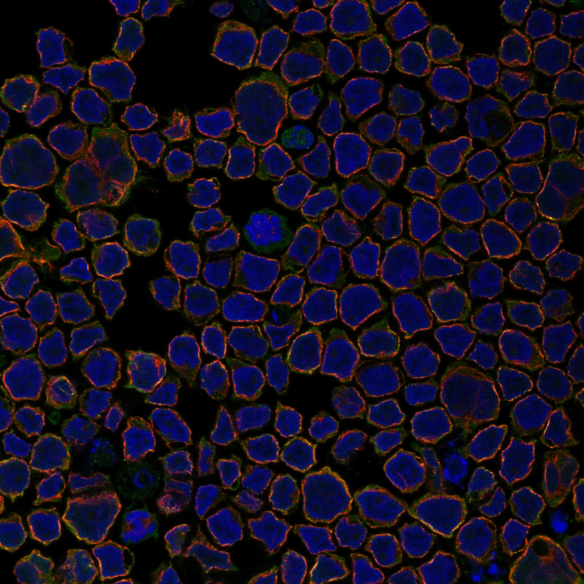 DOCK8 fluorescence