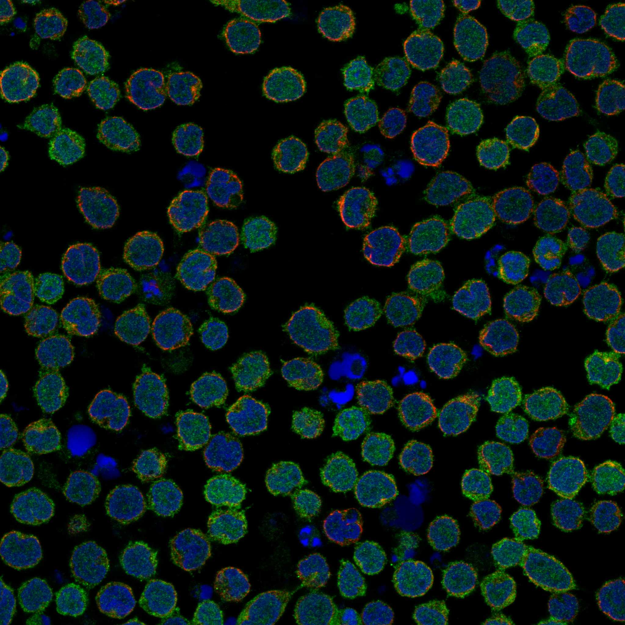DOK3 fluorescence