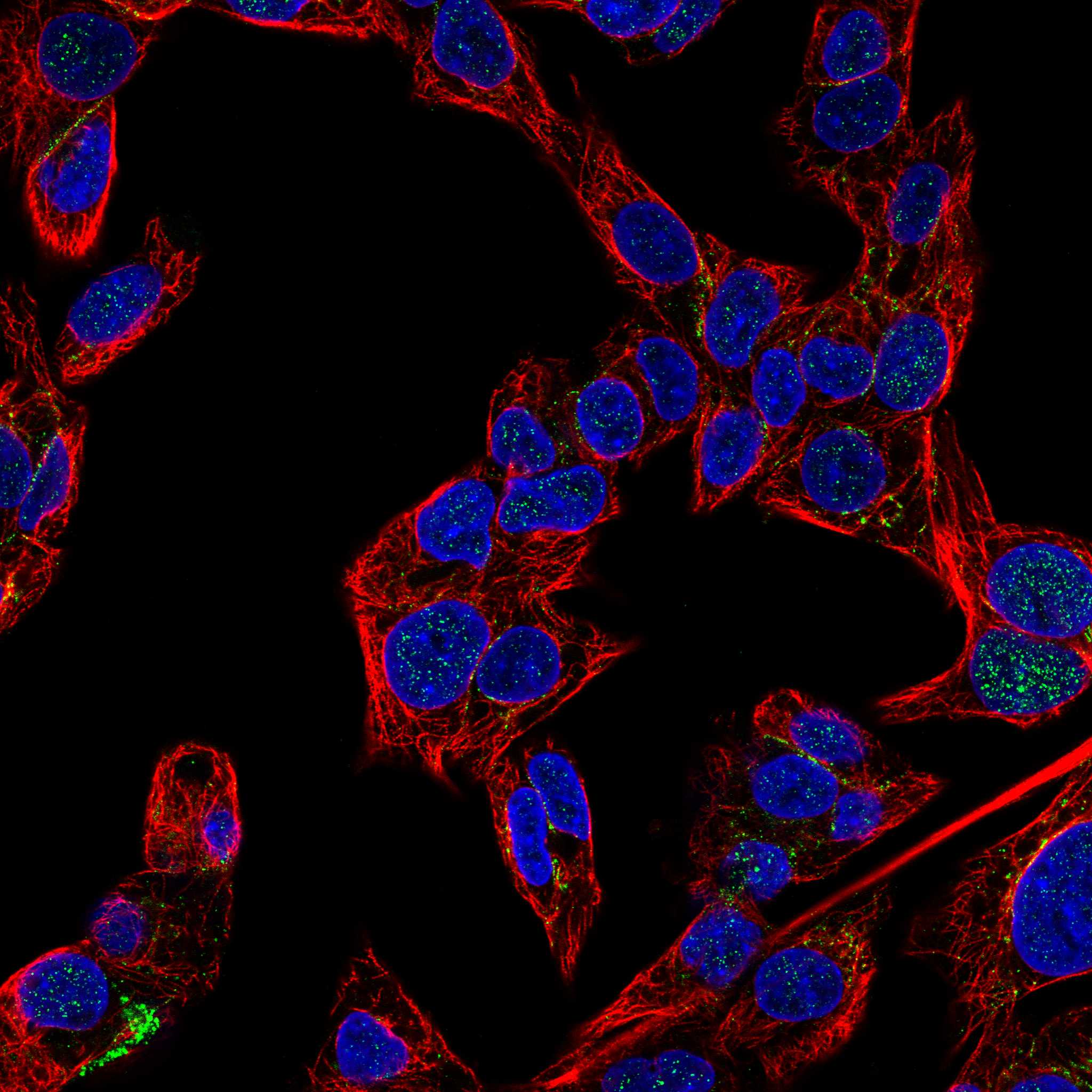 DPEP1 fluorescence