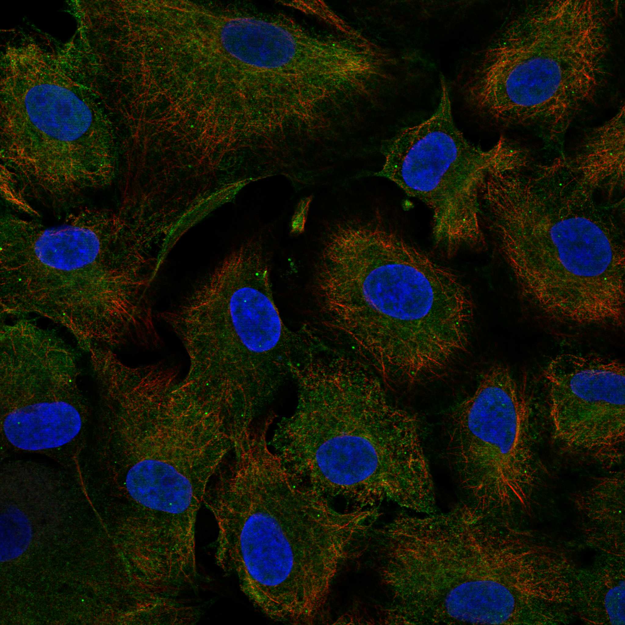 DRD1 fluorescence
