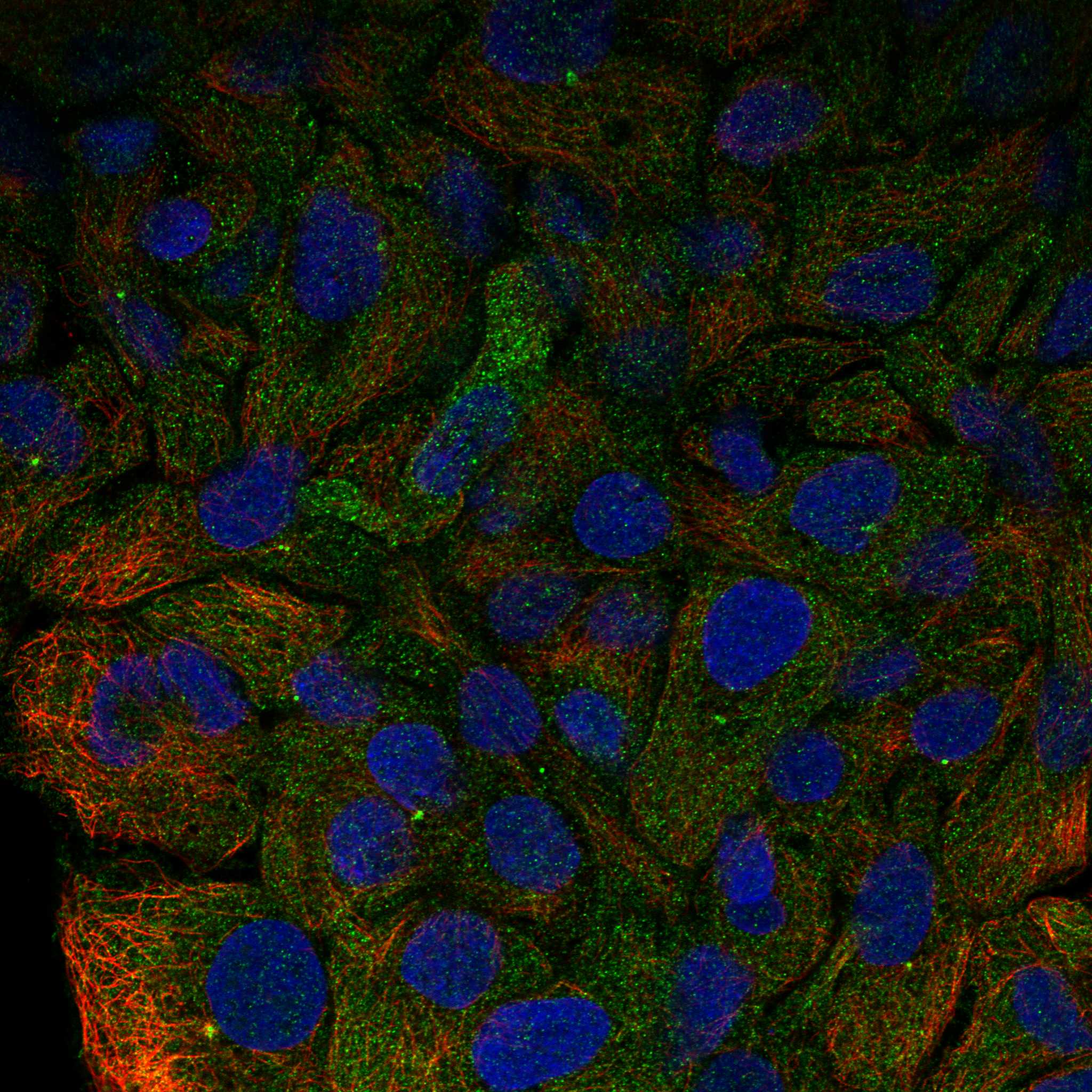 DRD4 fluorescence