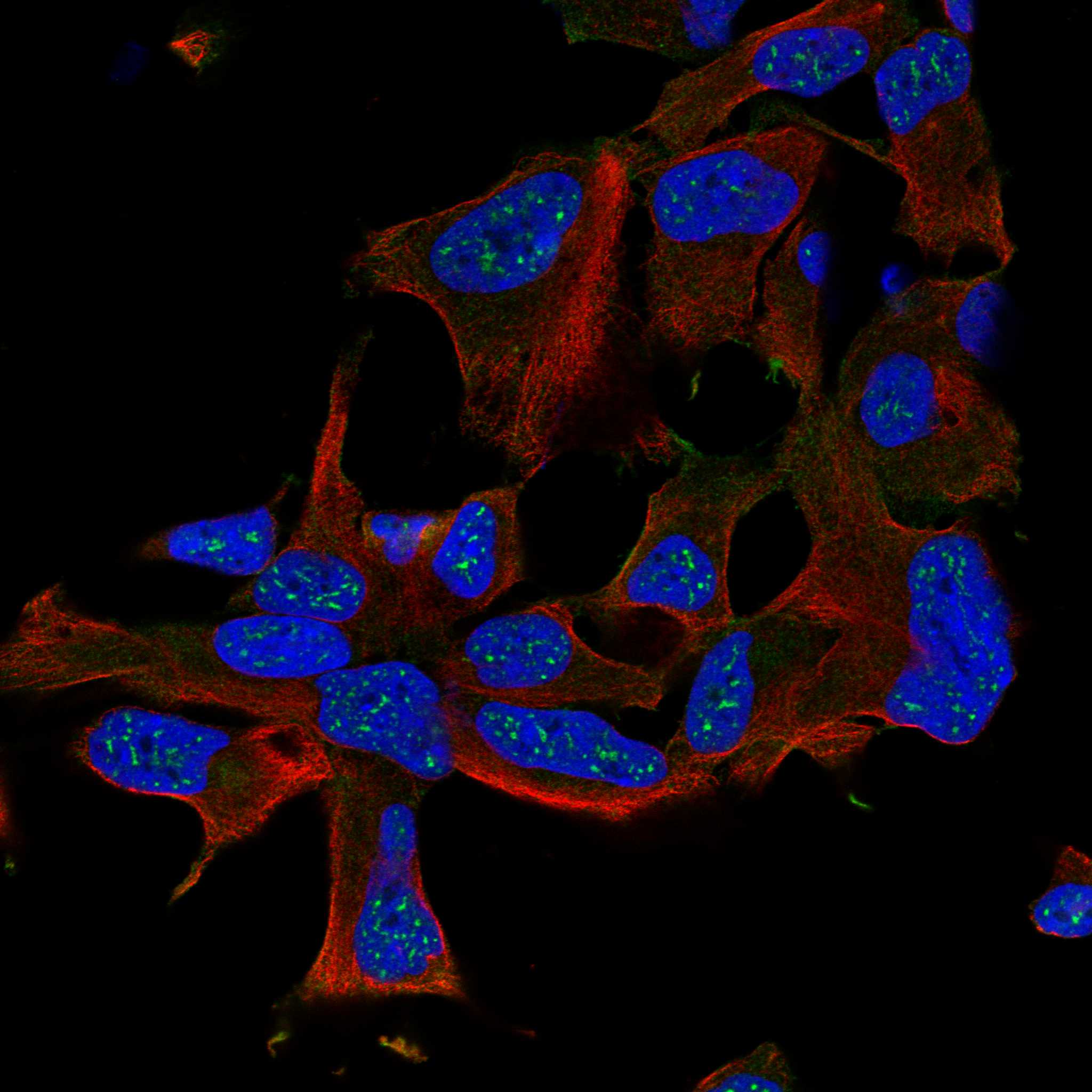 DRP2 fluorescence