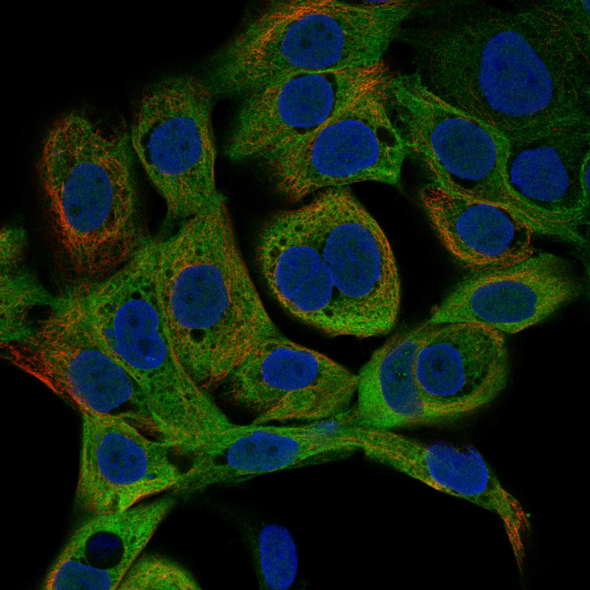 DSC2 fluorescence