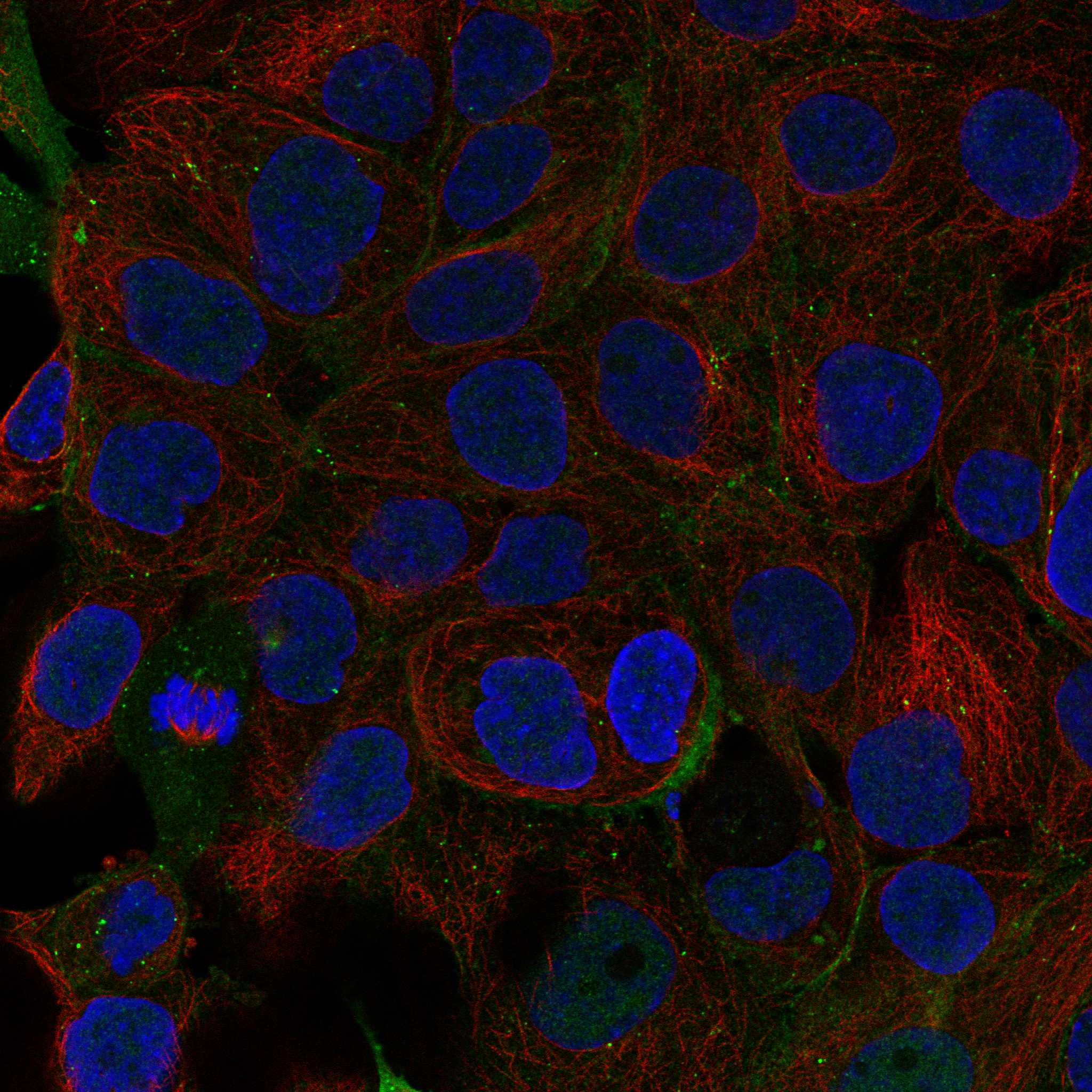 DSG2 fluorescence
