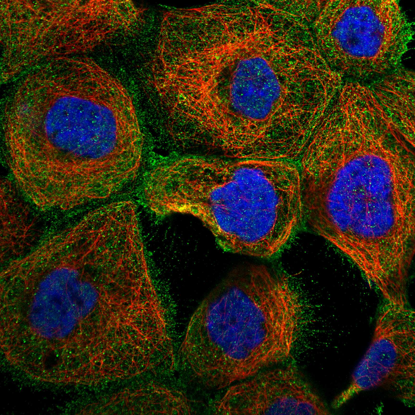 DUS1L fluorescence