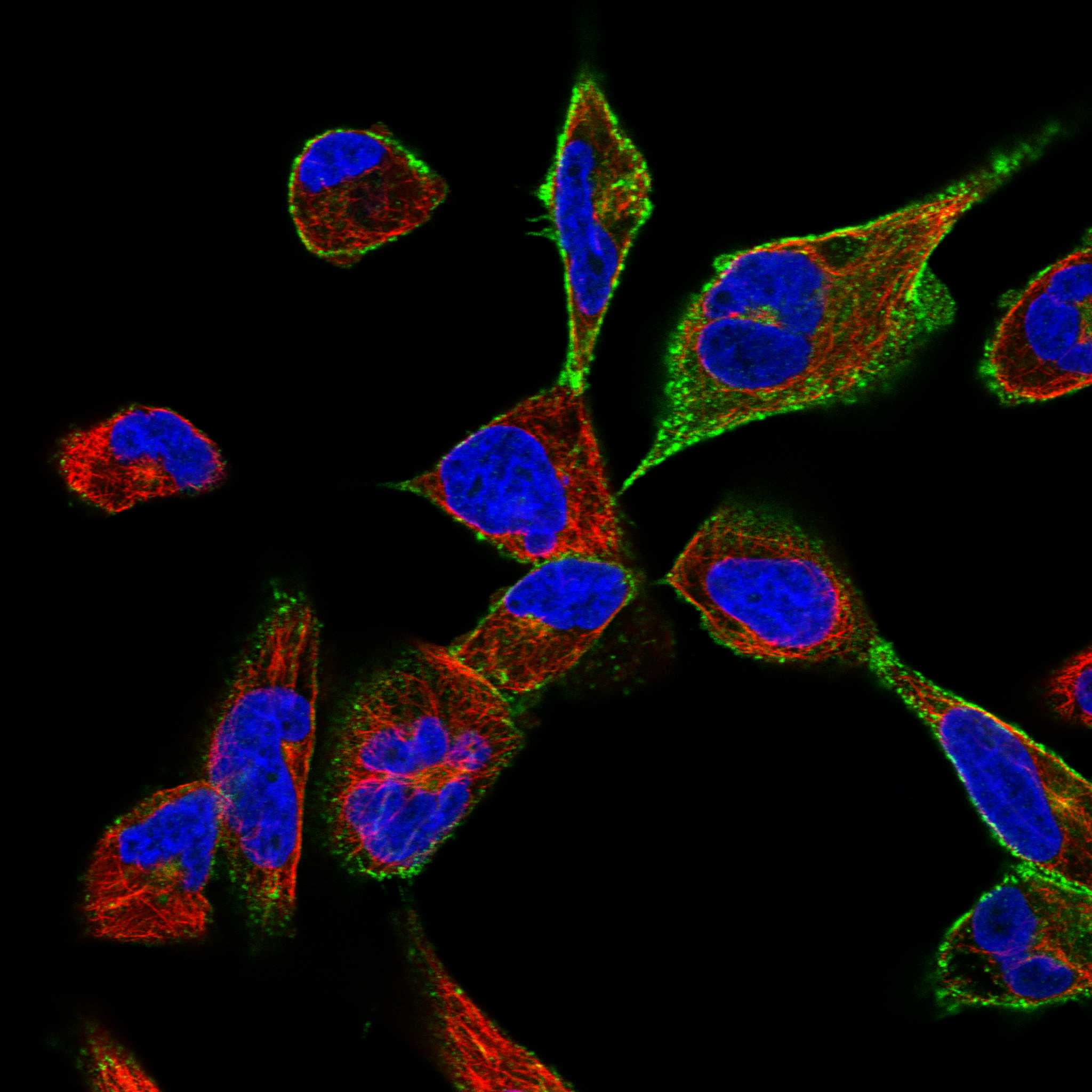 DYSF fluorescence