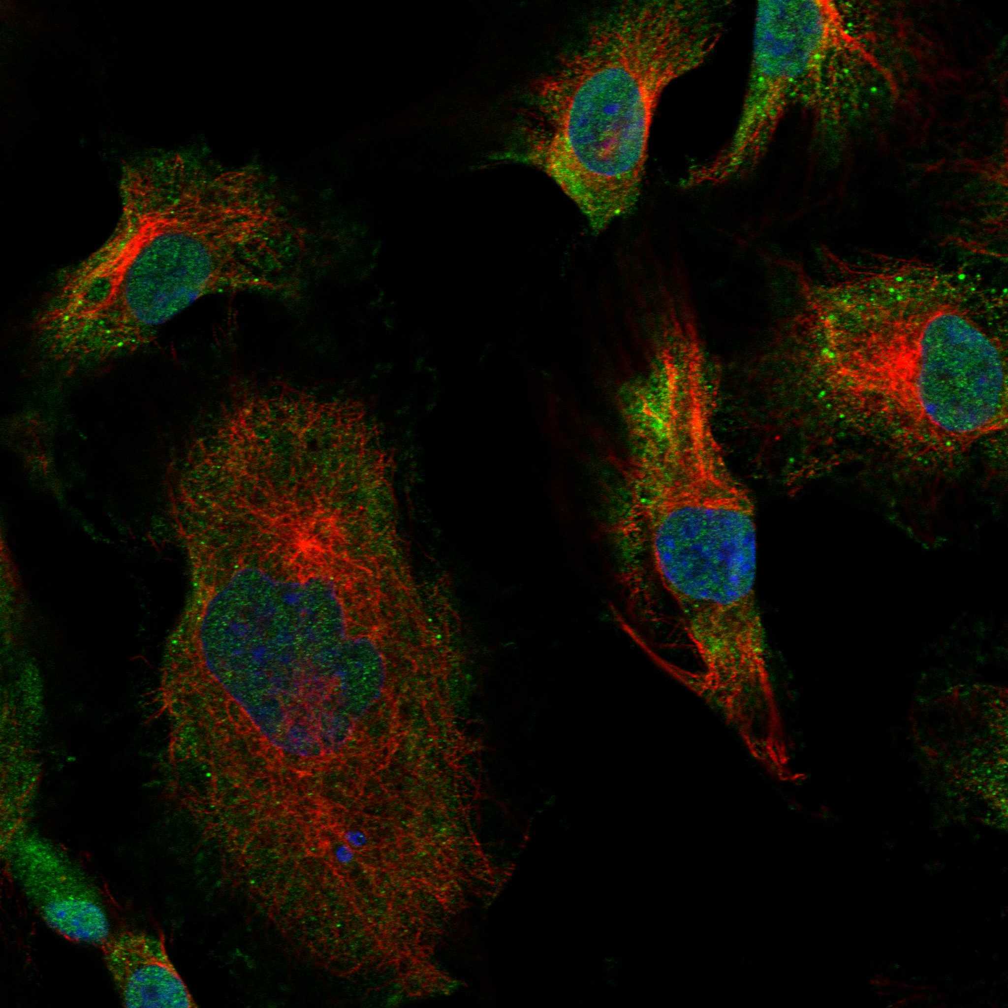 ECSCR fluorescence