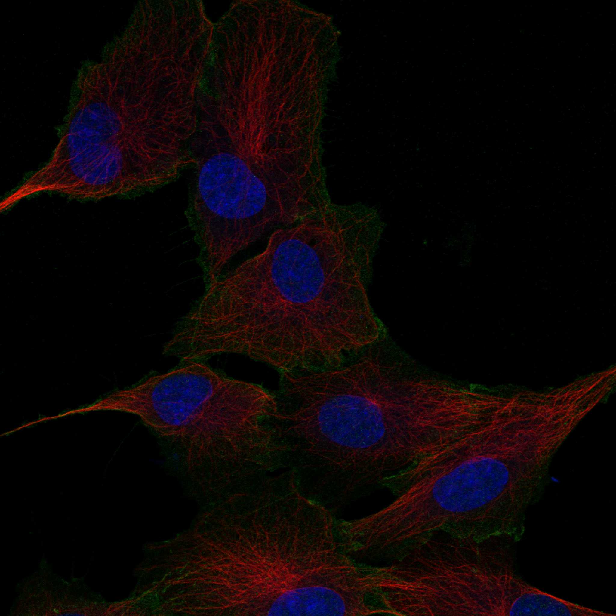 EDIL3 fluorescence