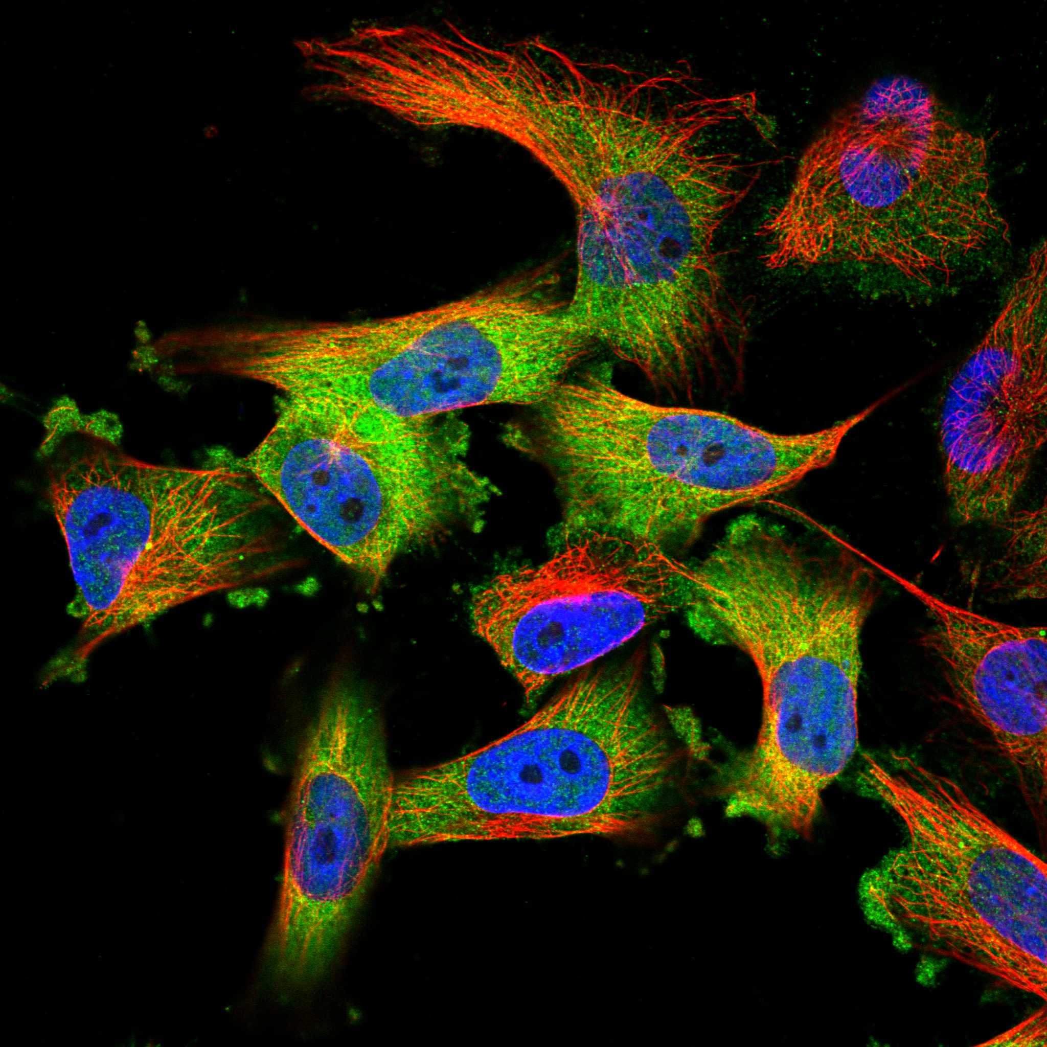 EDNRA fluorescence