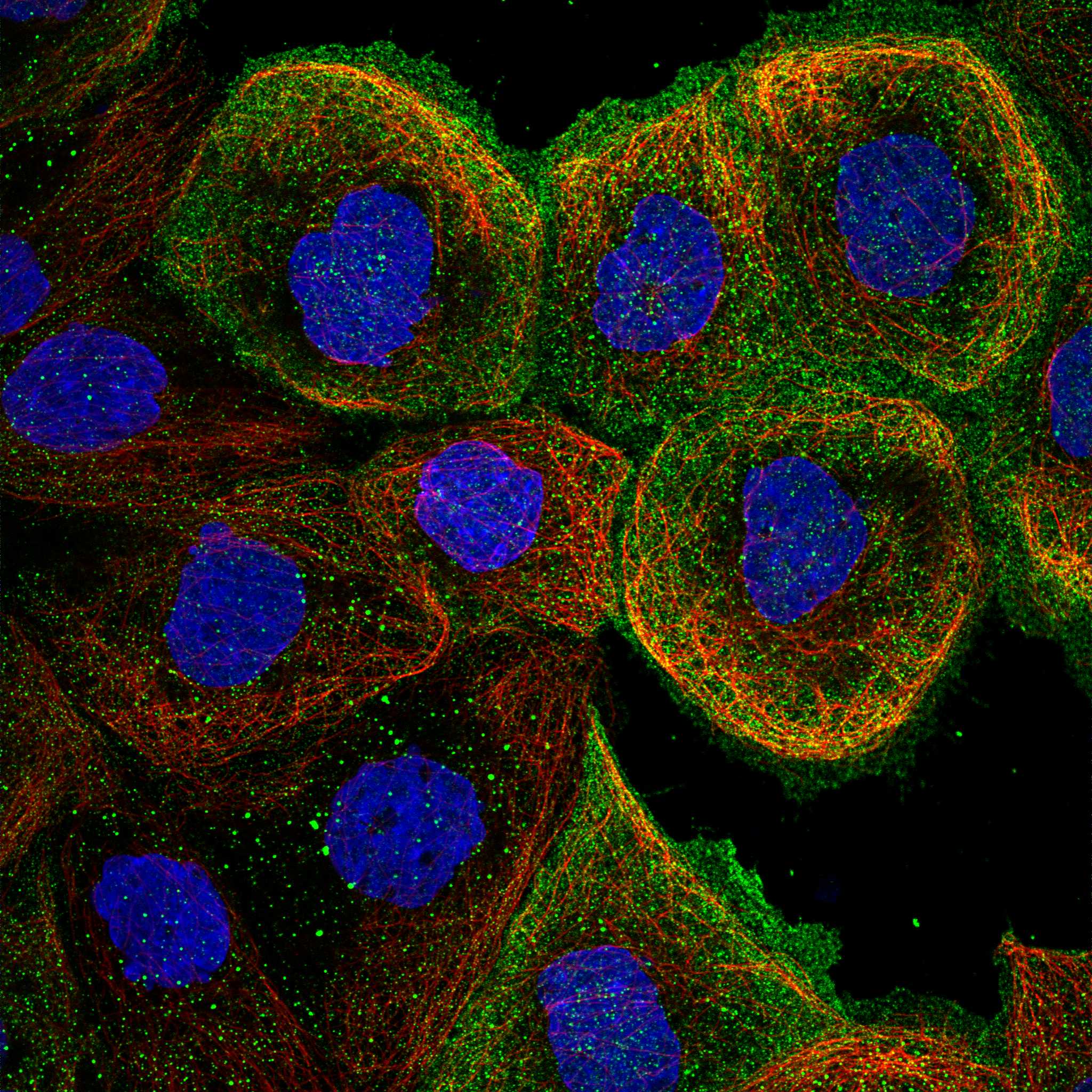 EDNRB fluorescence