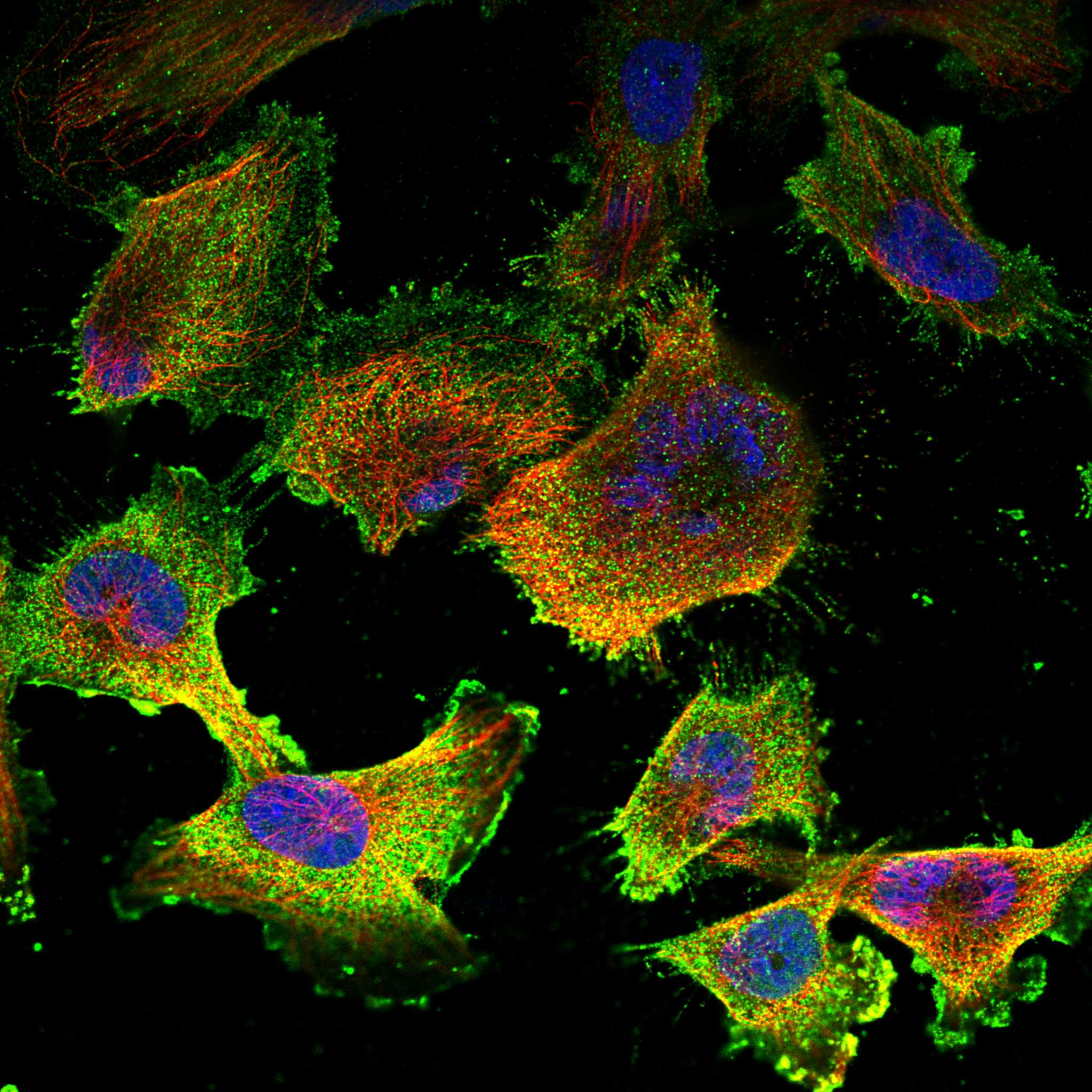 EFHC1 fluorescence
