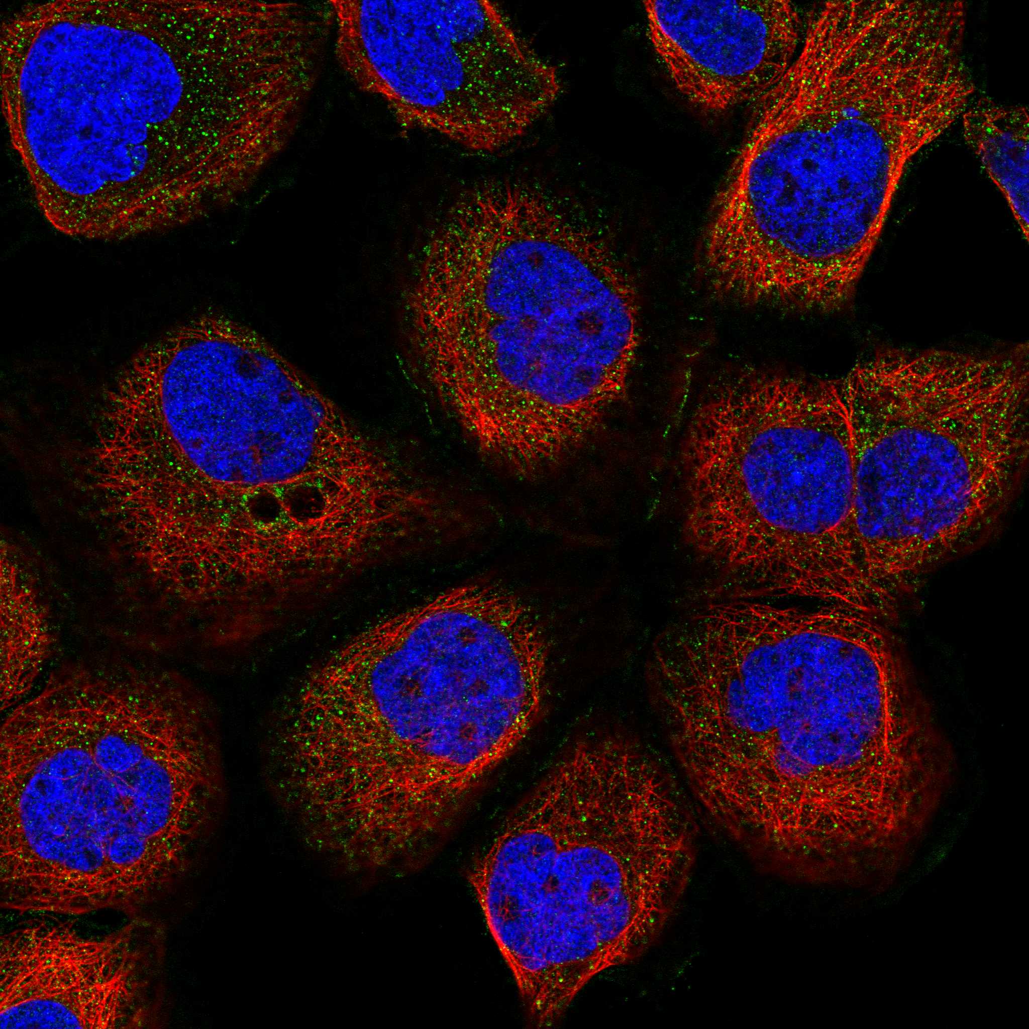 EFNA5 fluorescence