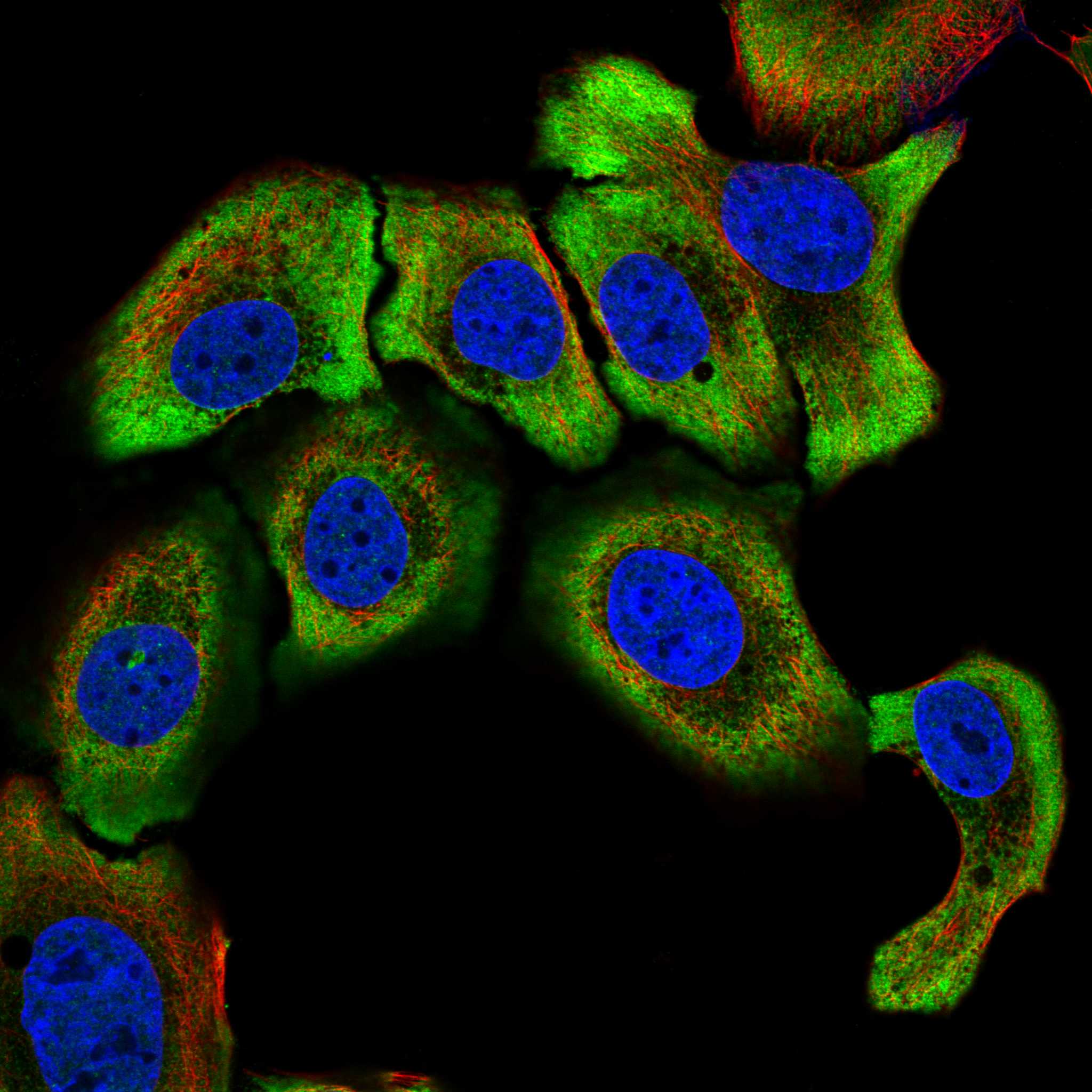 EFNB1 fluorescence