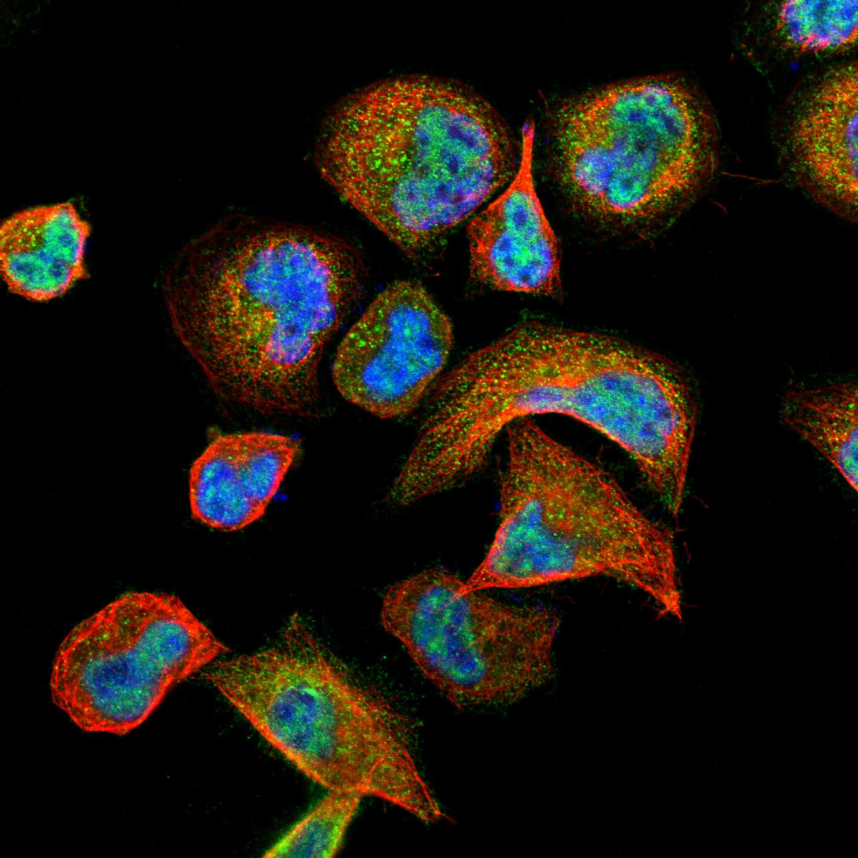 EFNB2 fluorescence
