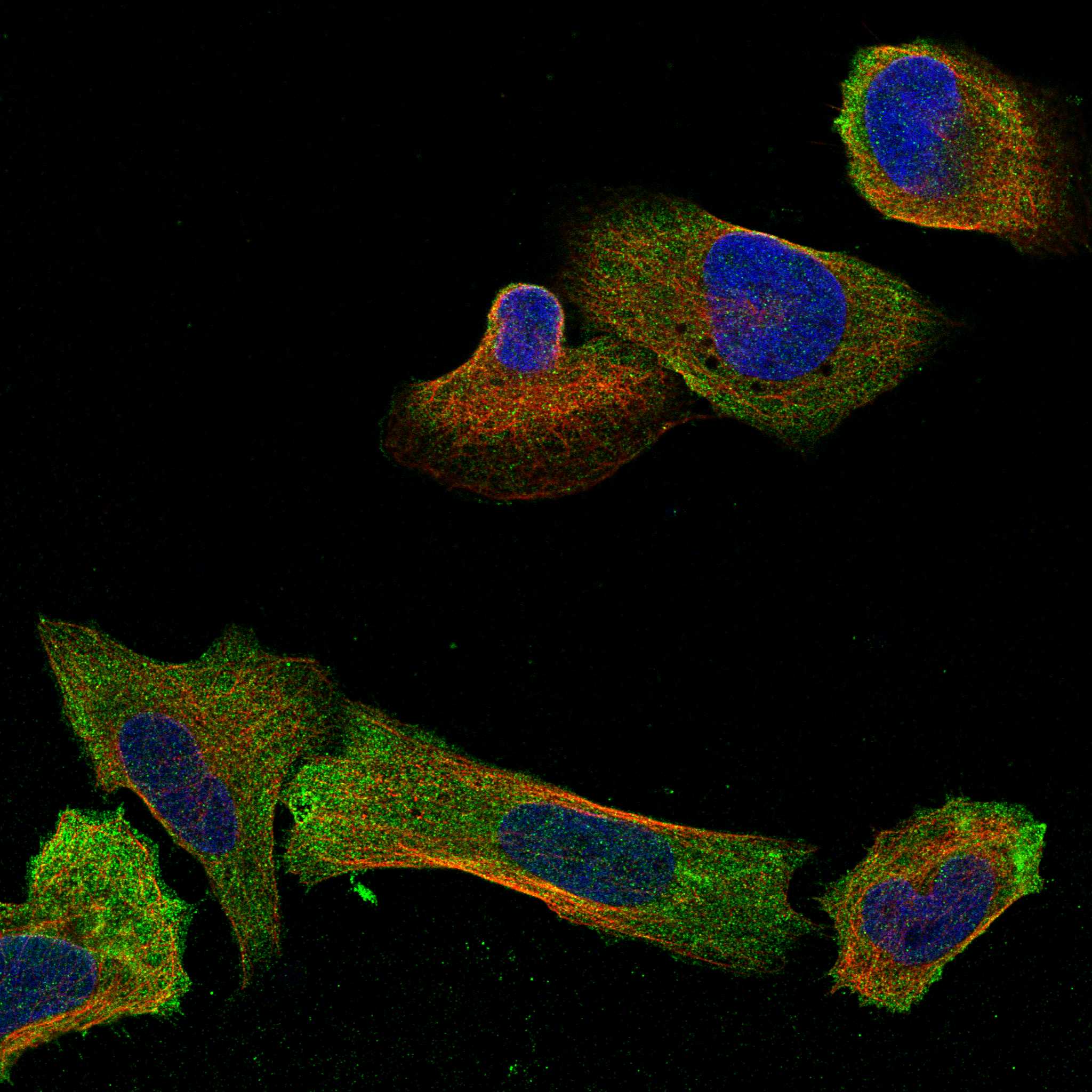 EFR3A fluorescence