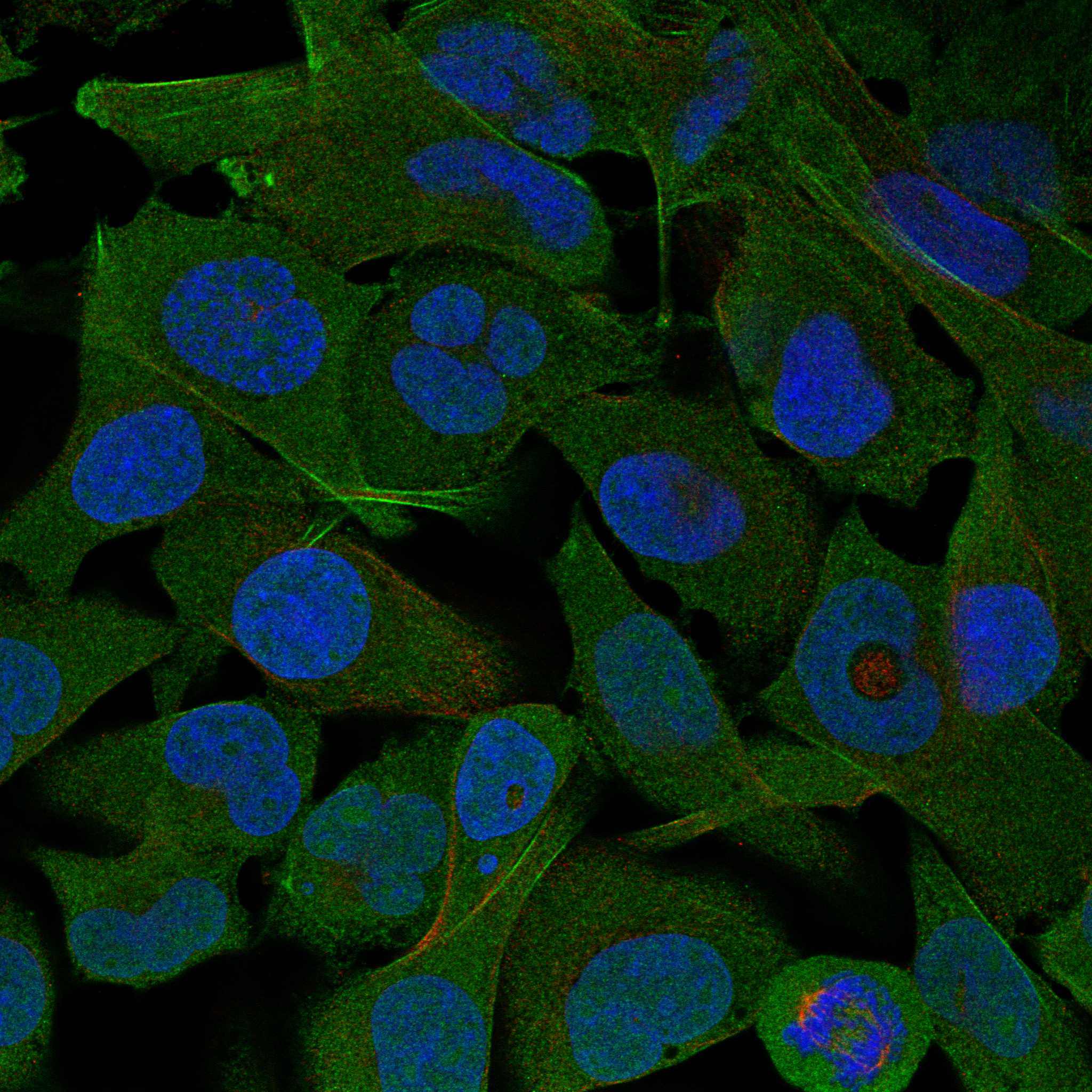 EFR3B fluorescence