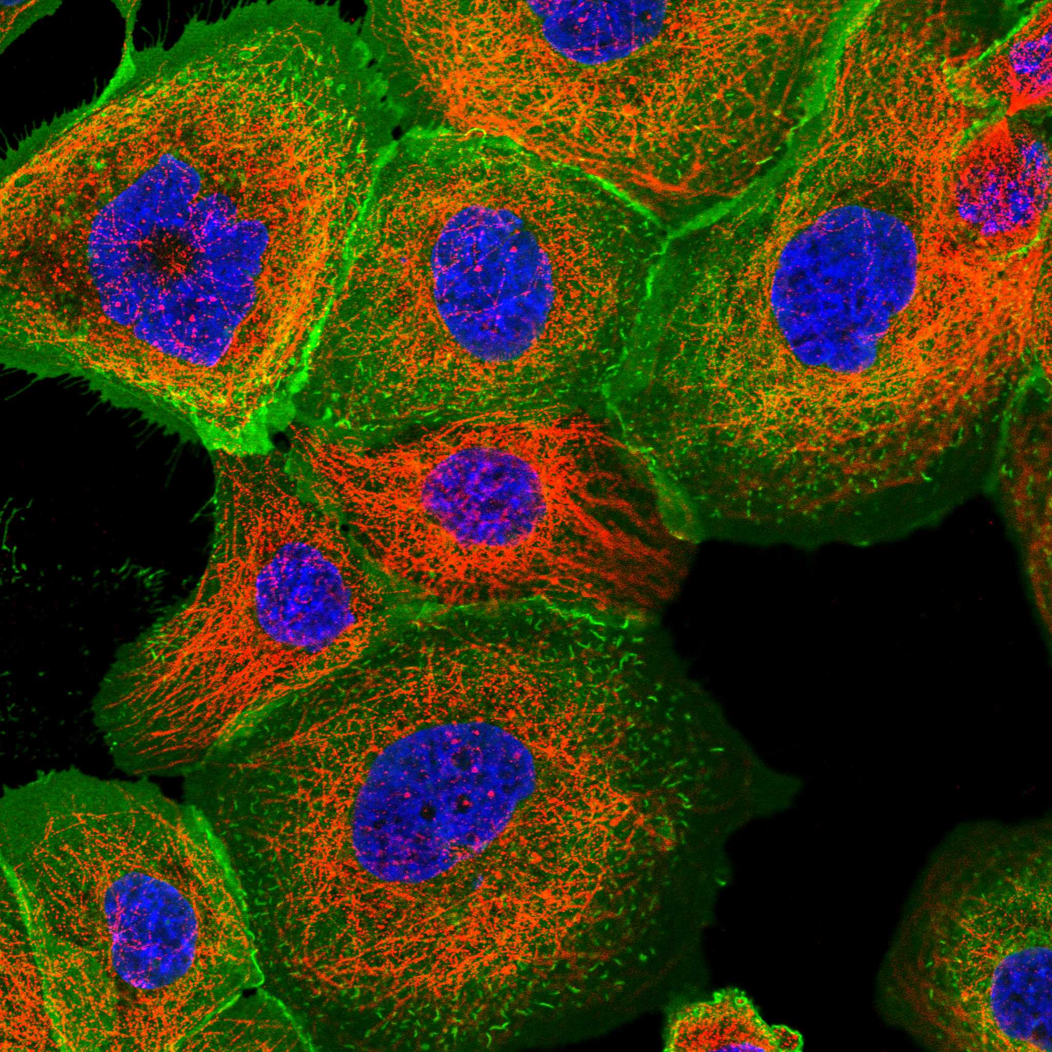 EGFR fluorescence