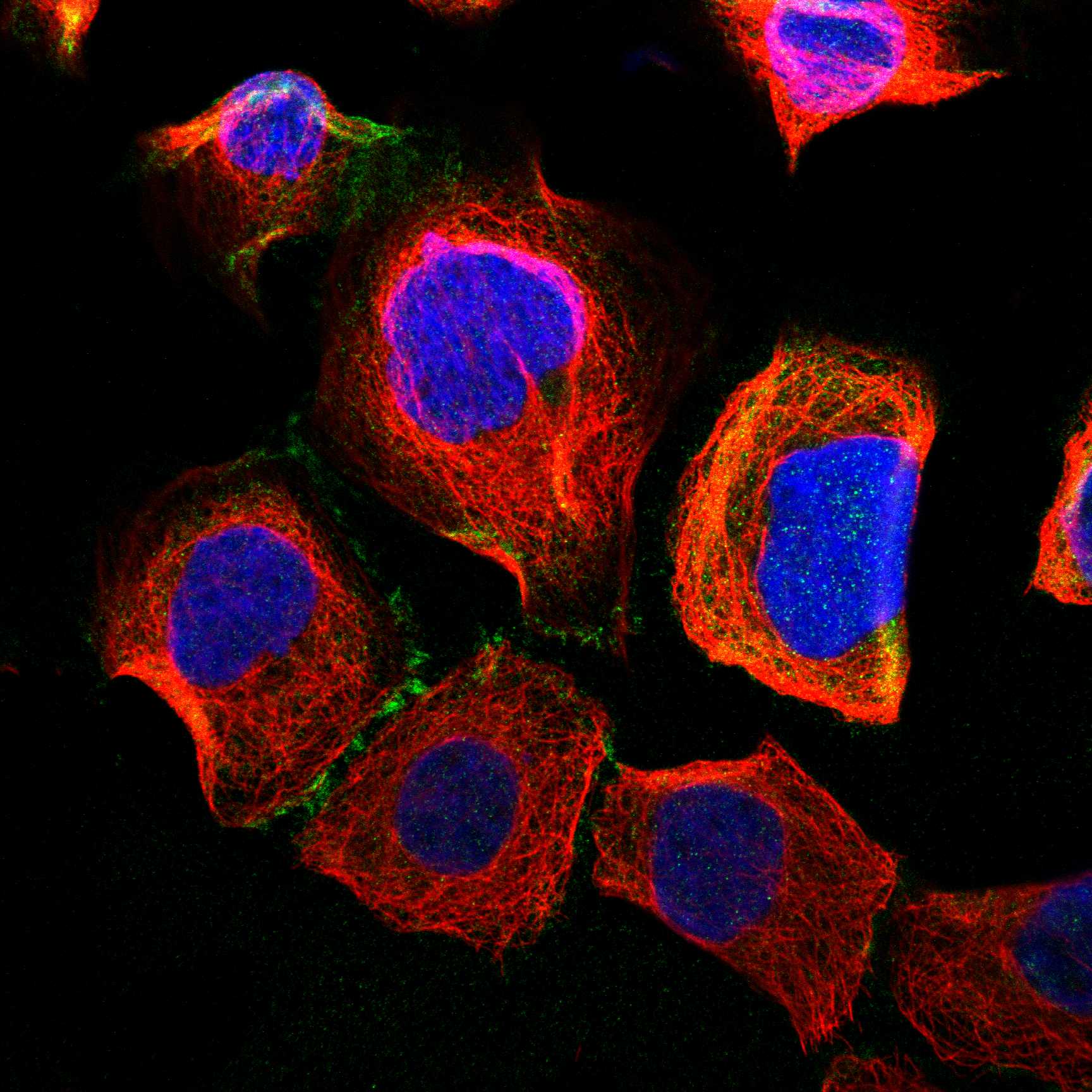 ELMO3 fluorescence